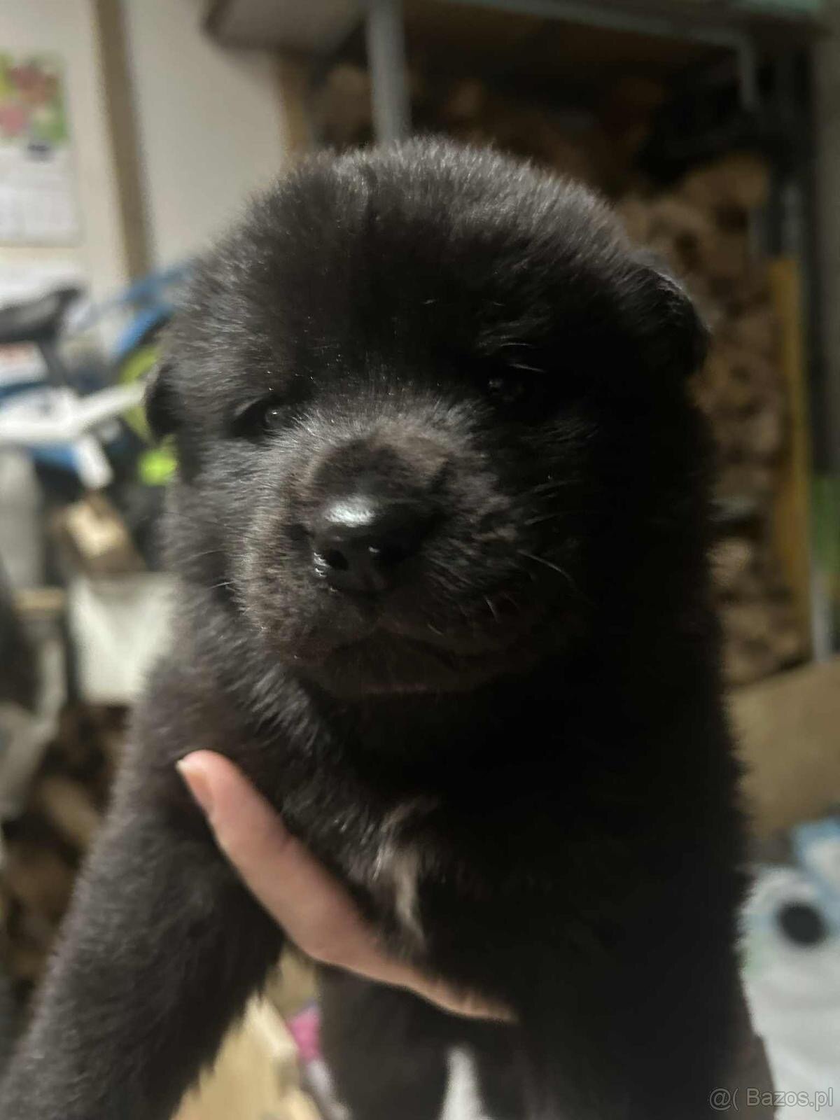 Oddam w dobre ręce cztery urocze szczeniaki akita inu - 5