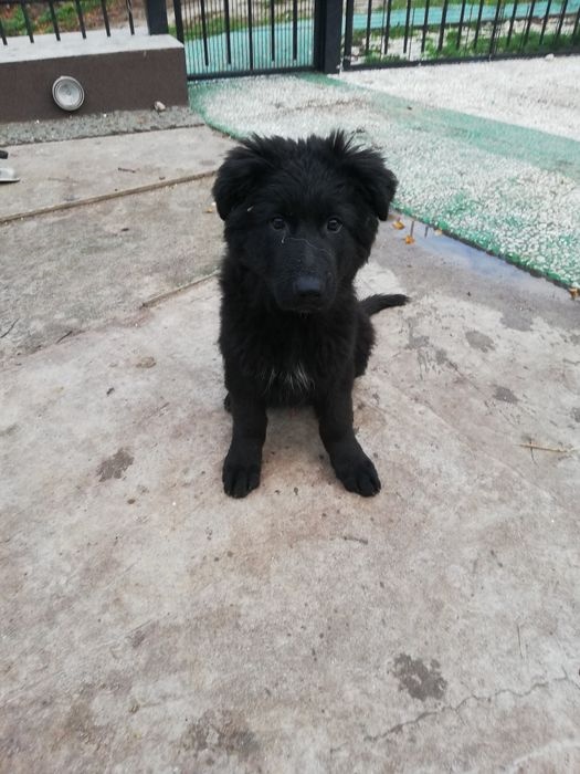 Szczeniak owczarka niemieckiego - 5