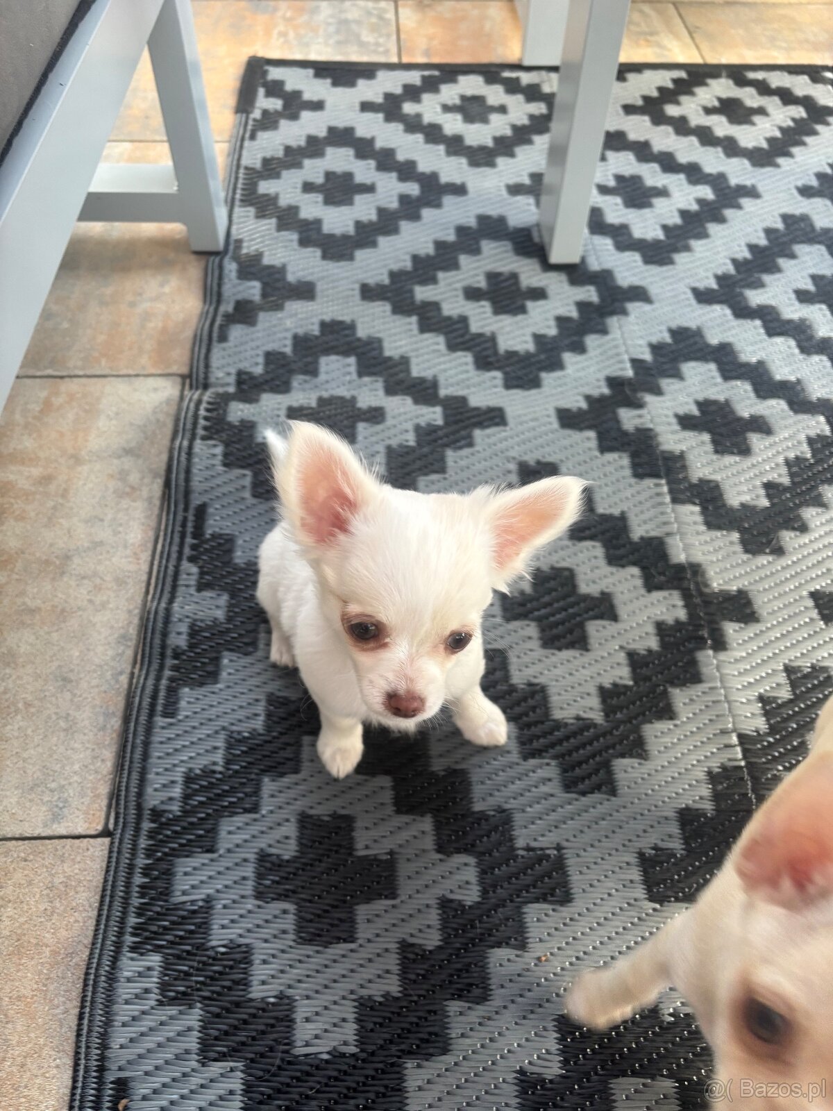 Śliczna dziewczynka długowłosa Chihuahua - 5