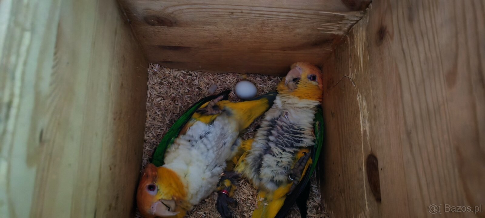 barwinka białobrzucha - 5