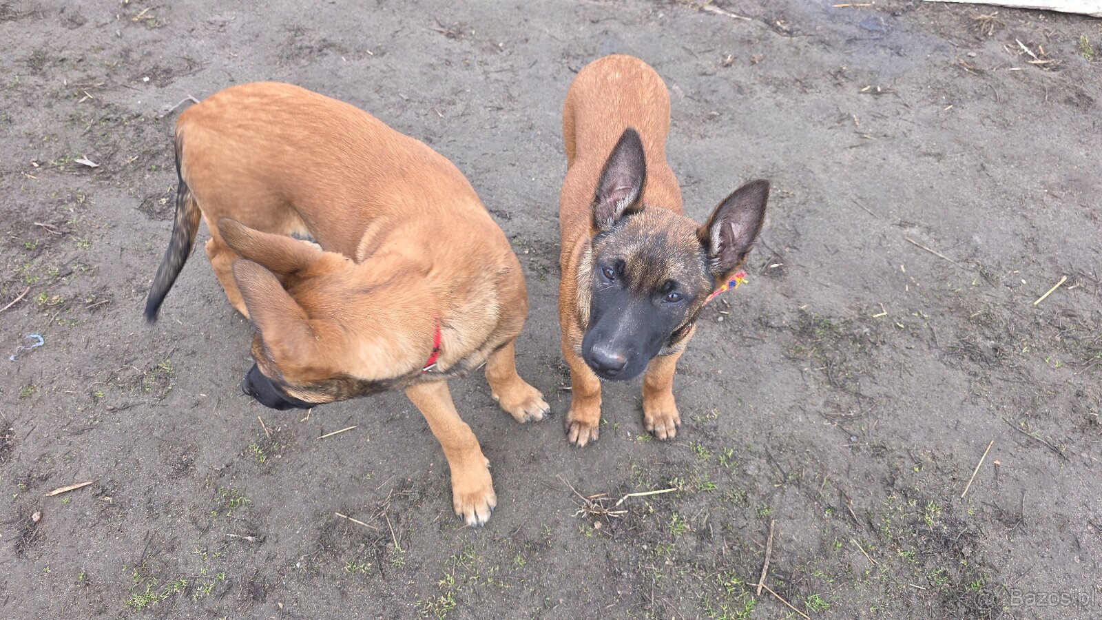 Owczarek belgijski - 5