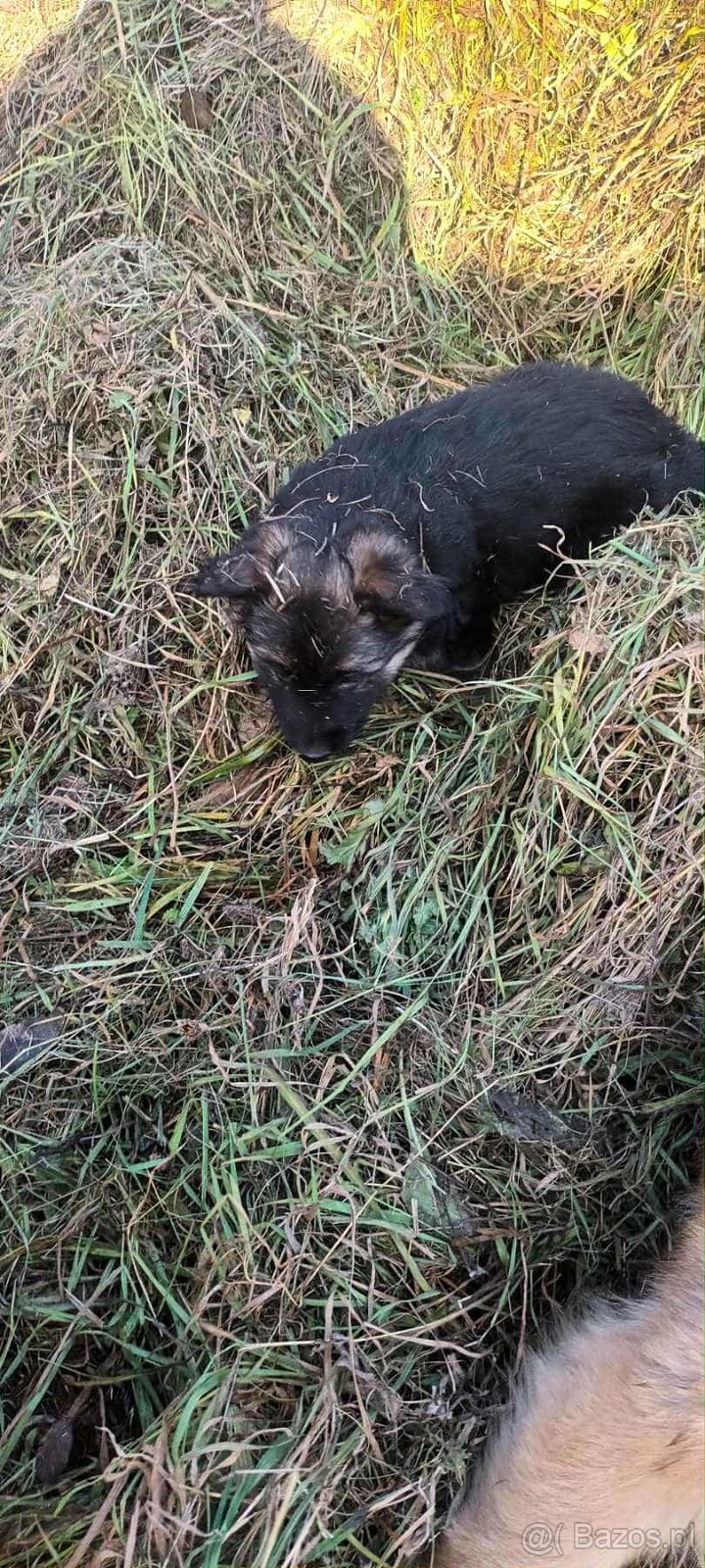 Owczarki niemieckie długowłose - 5