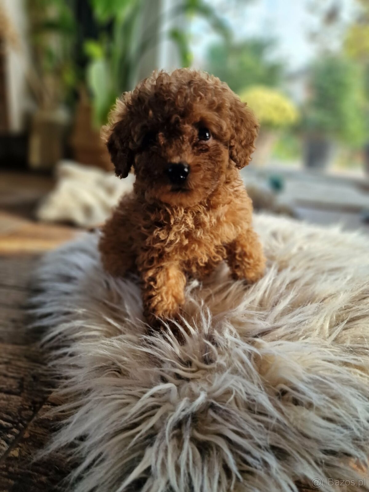 Pudel toy chlopczyk badania genetyczne - 5