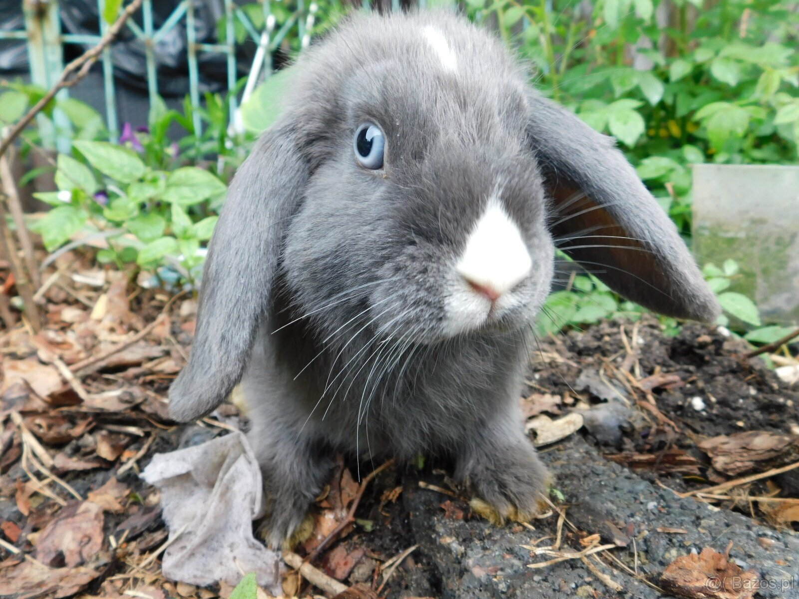 Samiczka niebieska baranka mini lop - 5