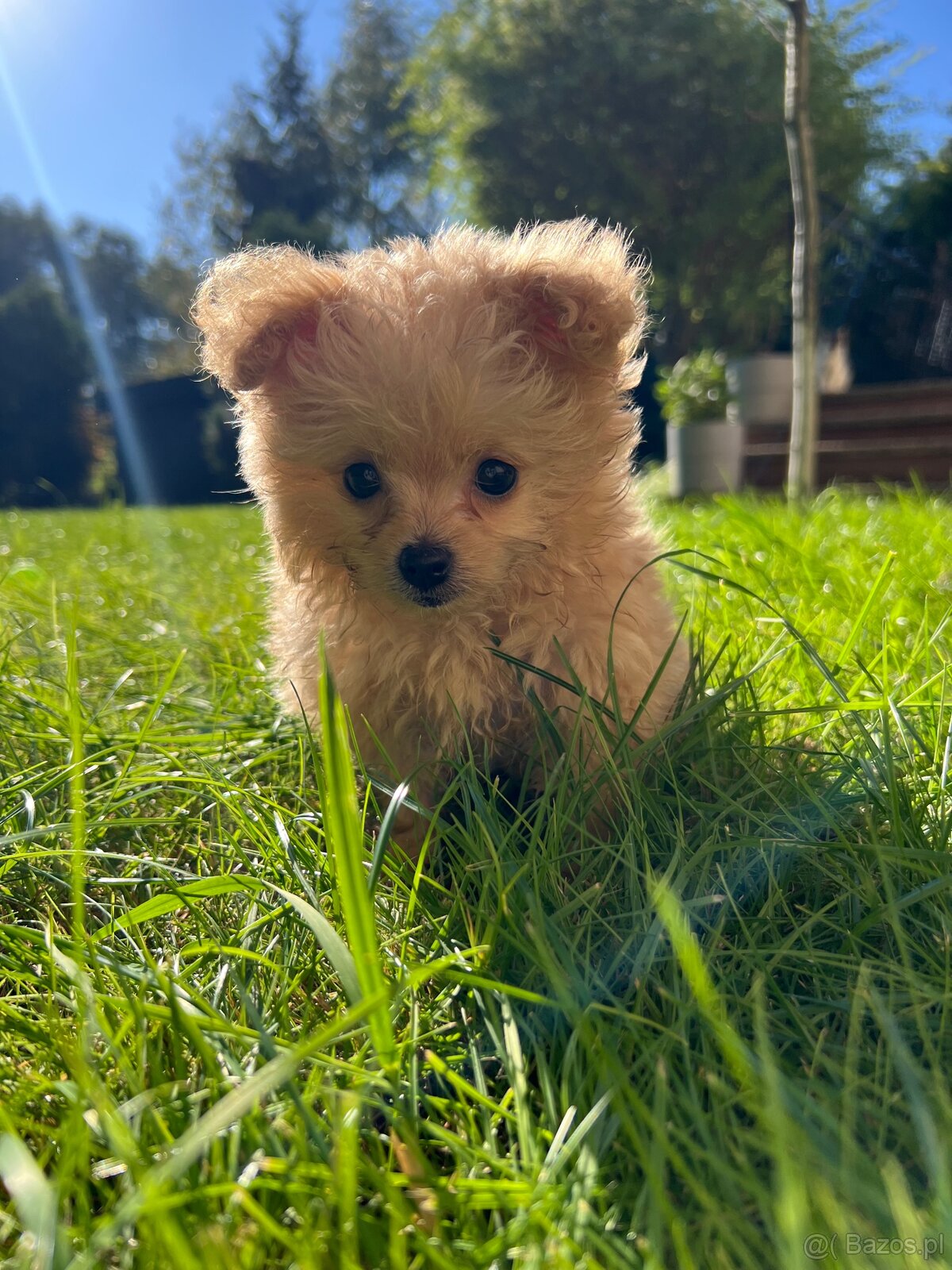Piesek Pomapoo Maltipoo Miniaturka puchaty miś pies z rodowo - 5