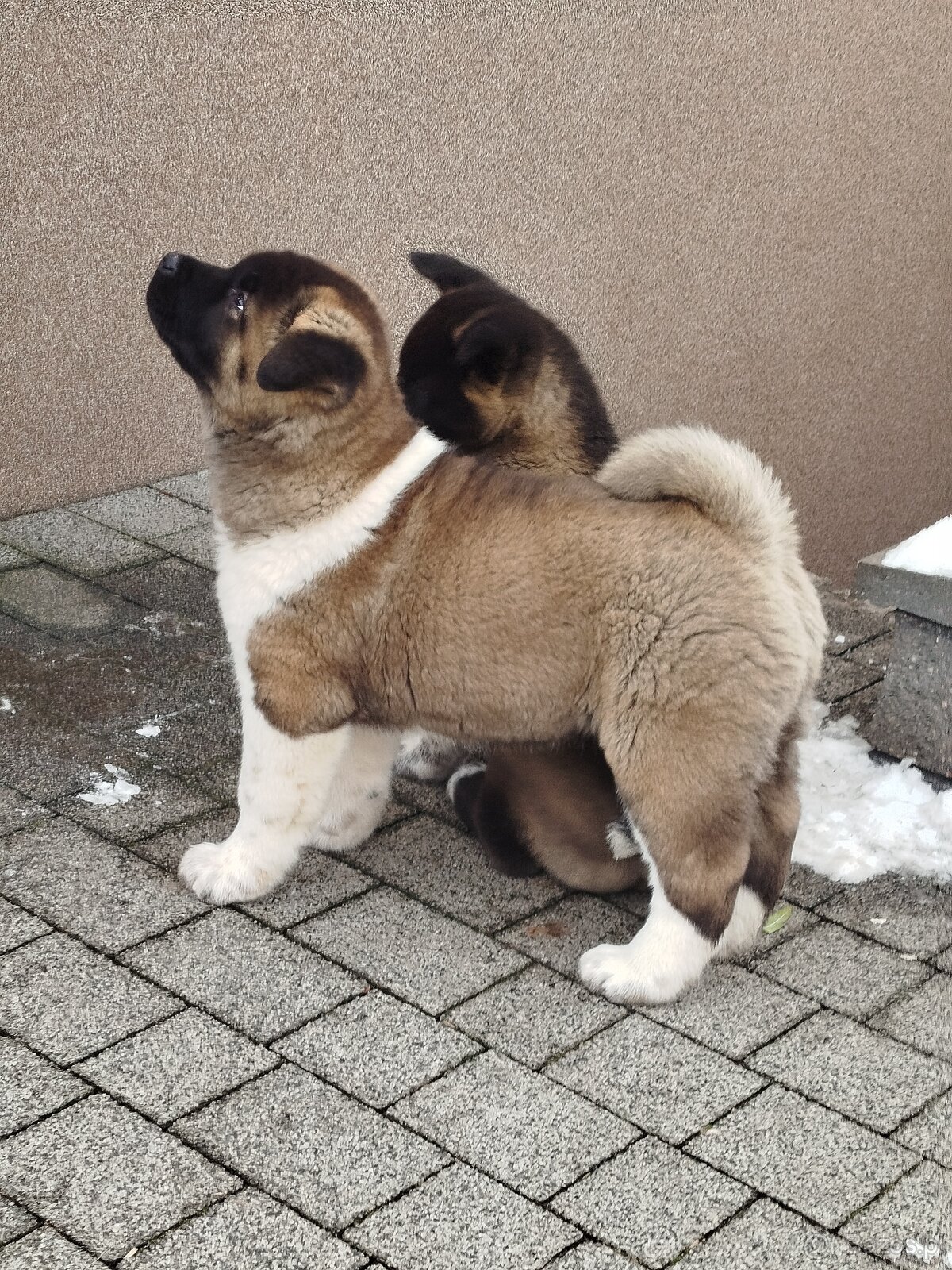 Akita amerykańska pies - 5