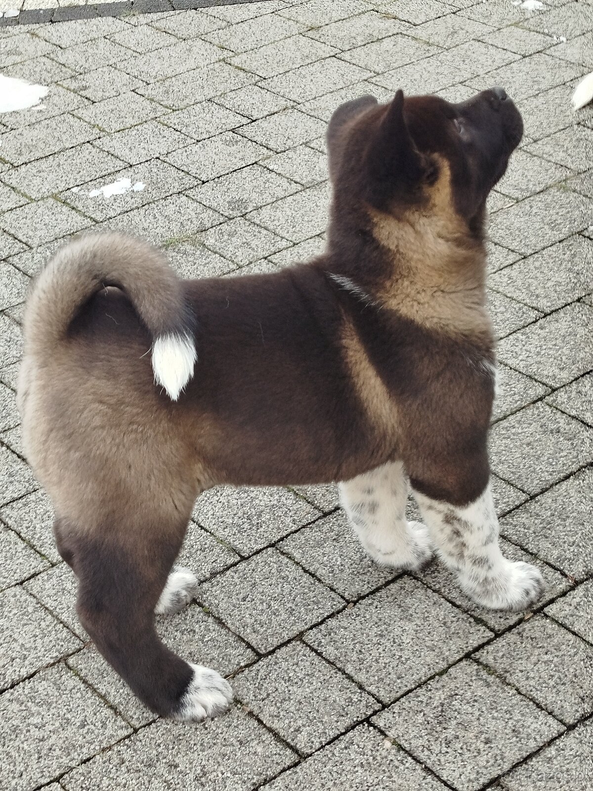 Akita amerykańska suczka - 5