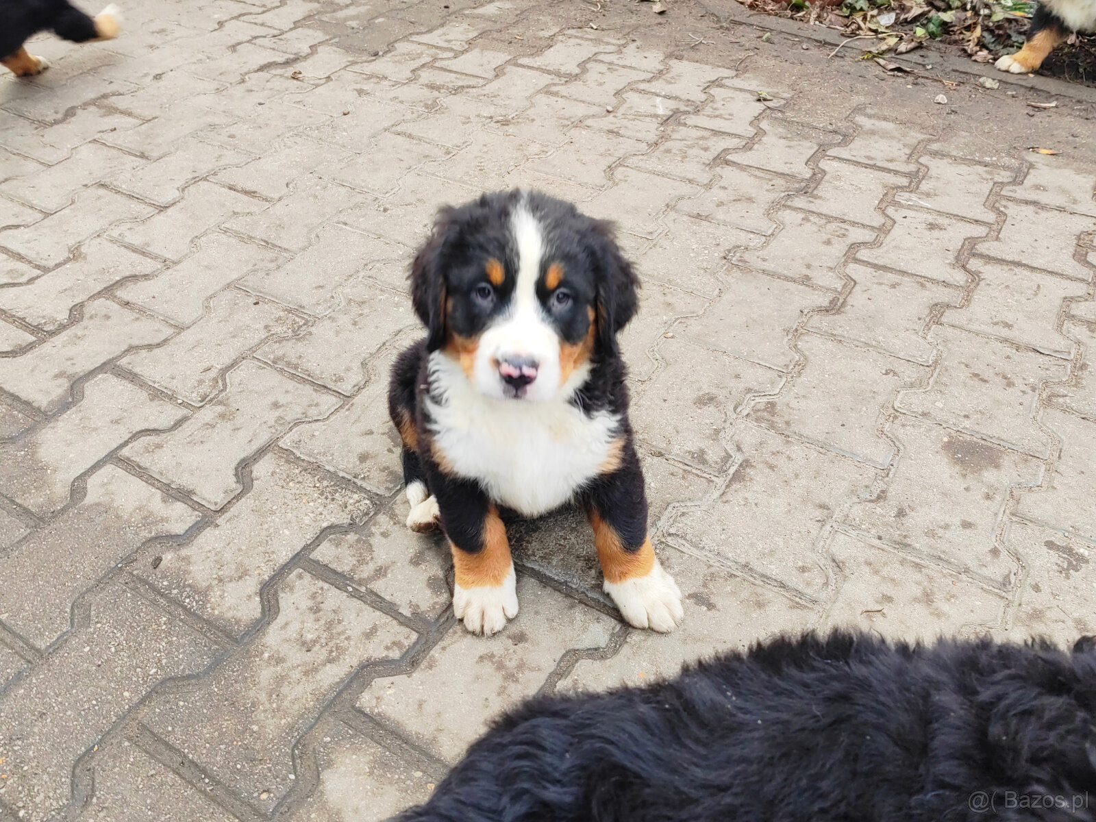 Szczenieta Berneński Pies Pasterski - 5