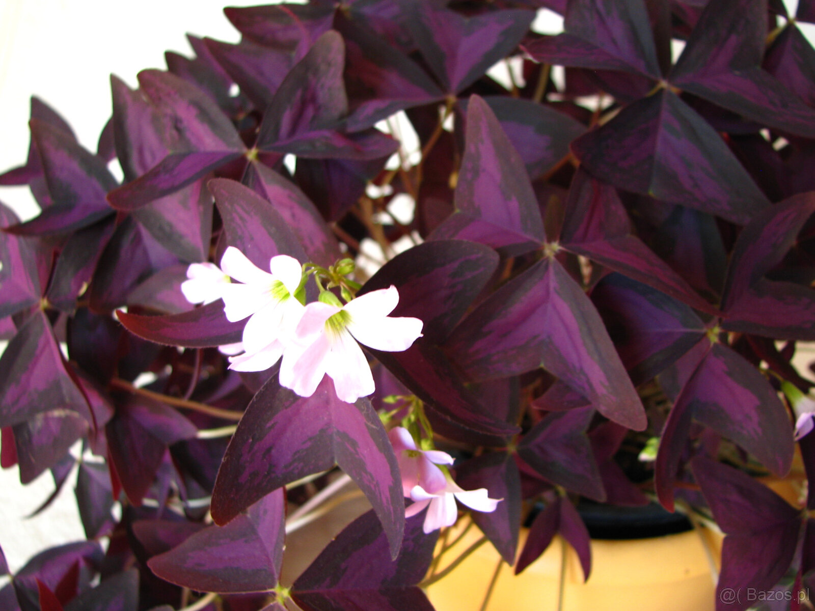 Szczawik trójkątny purpurowy na taras do mieszkania oranżeri - 5