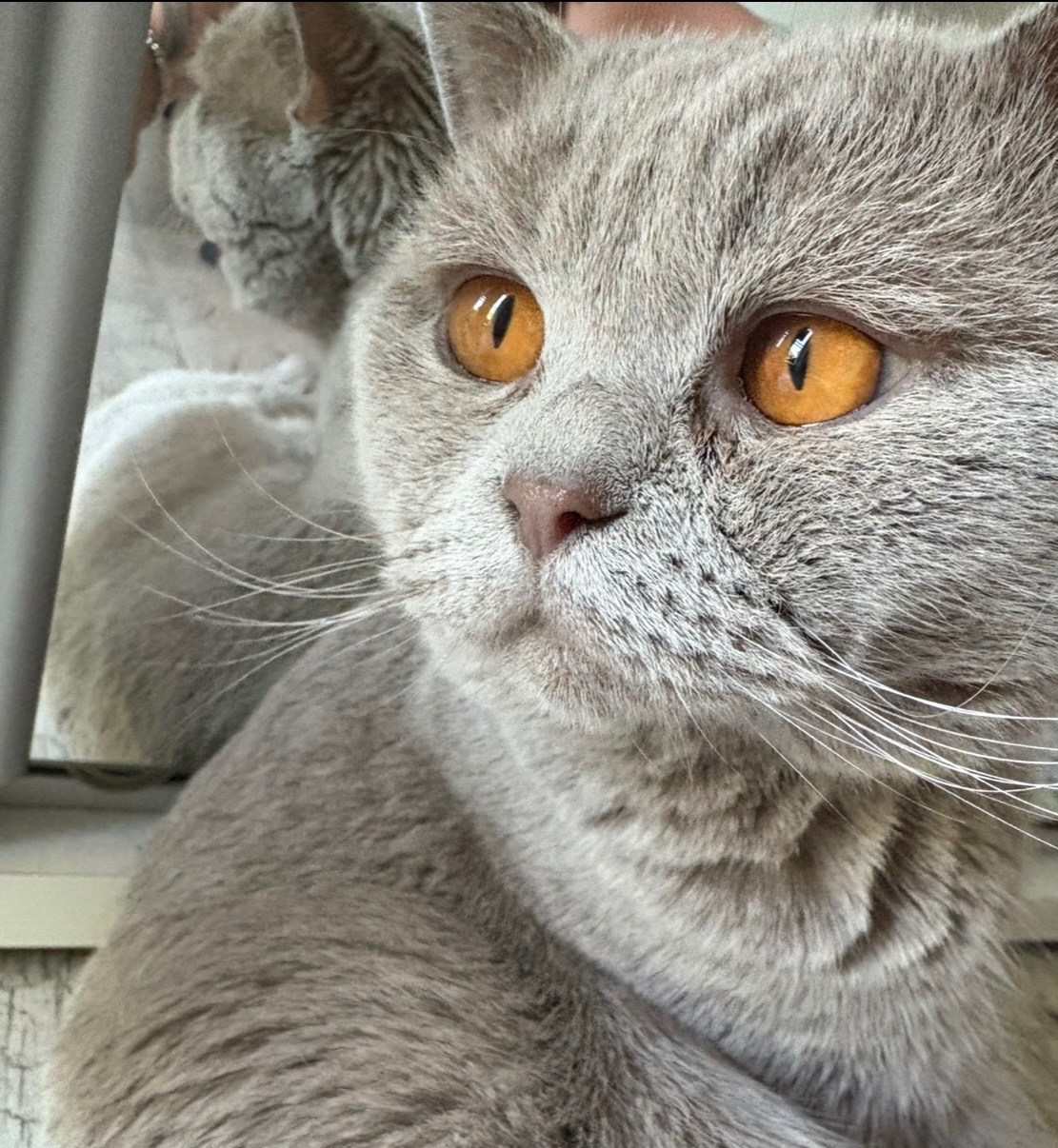 Koty brytyjskie niebieskie krótkowłose z rodowodem - 5