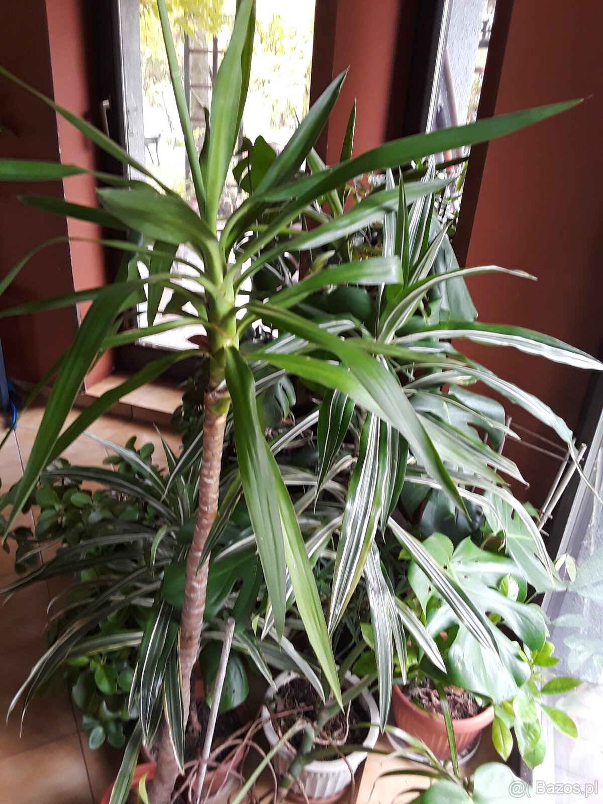 Kiaty doniczkowe - 5