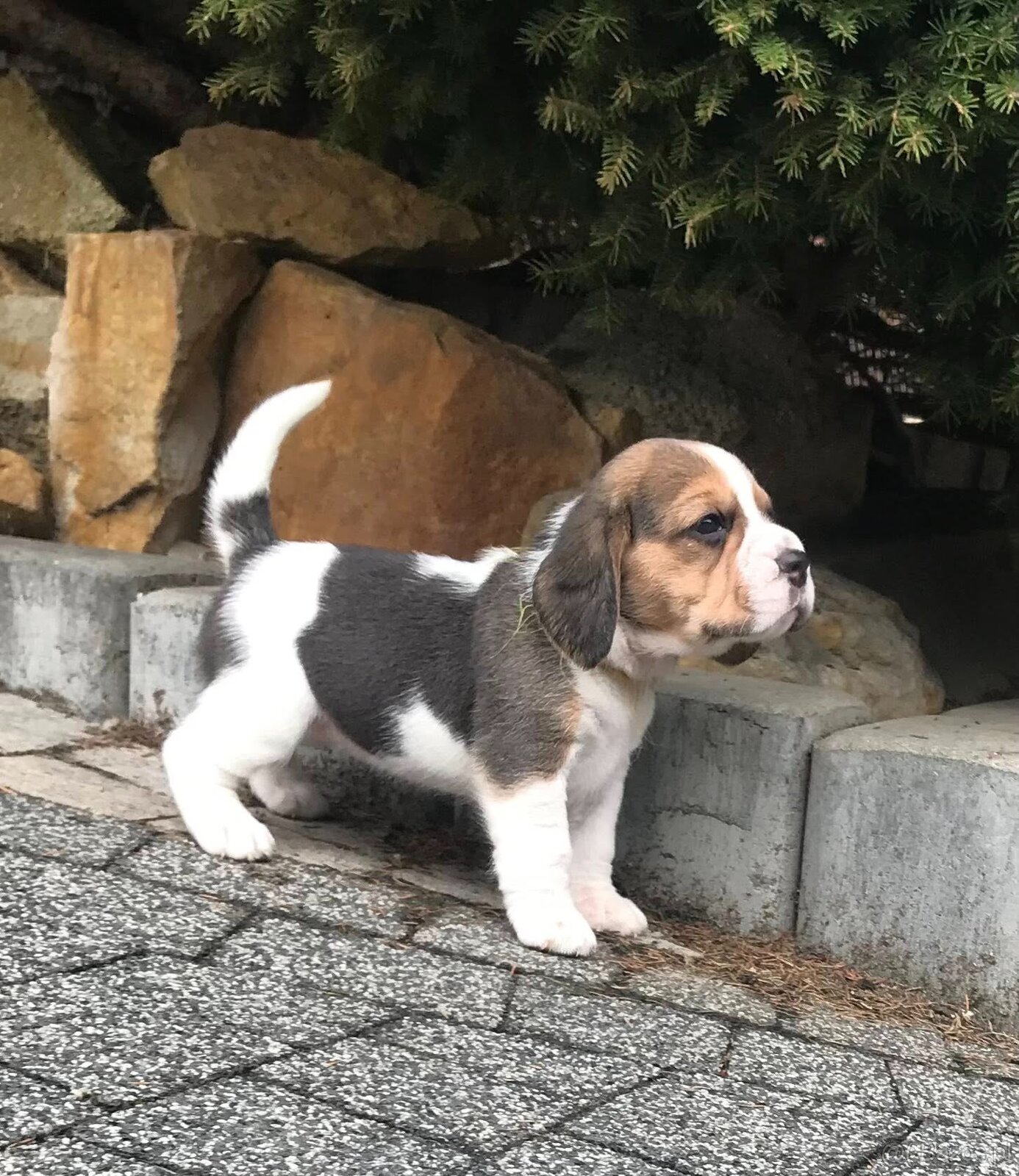 Beagle / Bigle - szczenięta rodowodowe ZKwP / FCI po Champio - 5