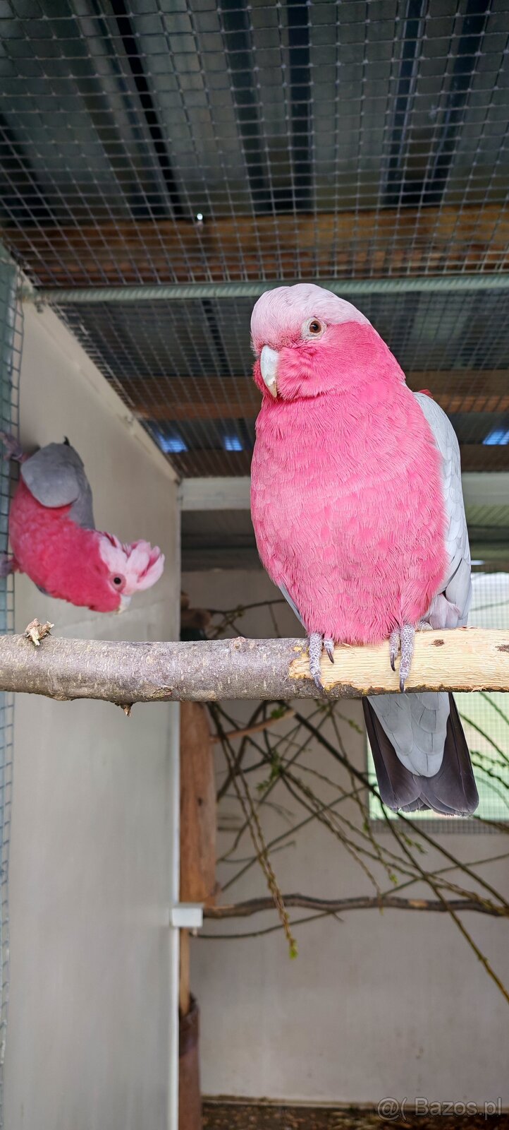 Alwksandretty wielke, kakadu ruzove - 5