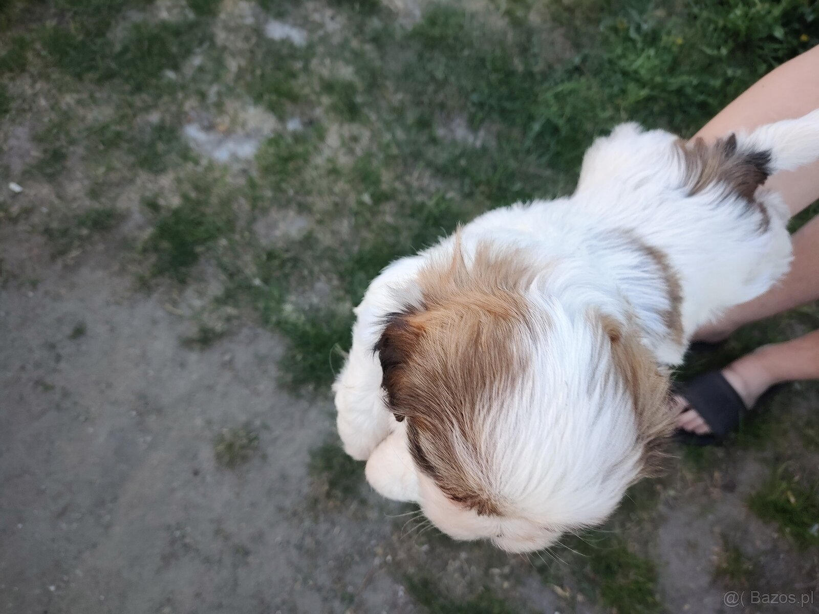 Suczki shih -tzu - 5