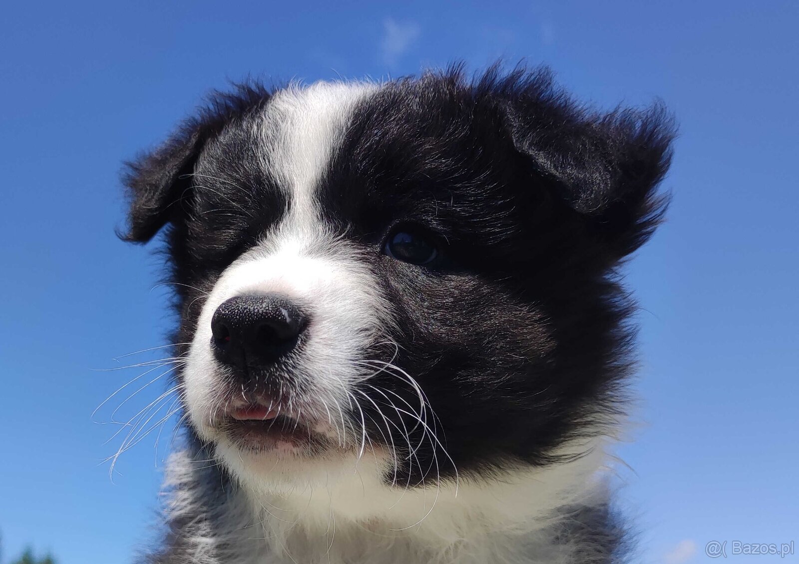 Piękny czarno-biały Border Collie, pies ZAFIR z hodowli, peł - 5