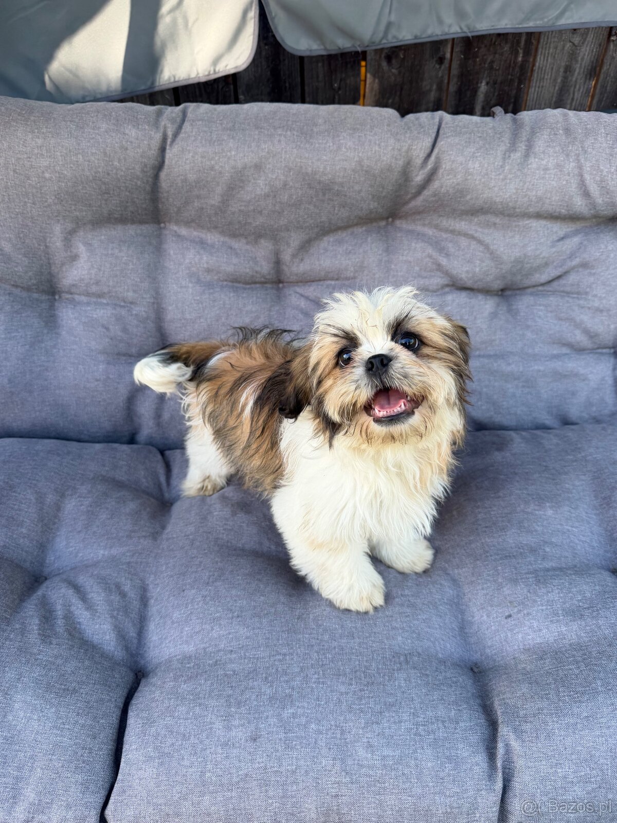 Szczeniaki Shih tzu - 5