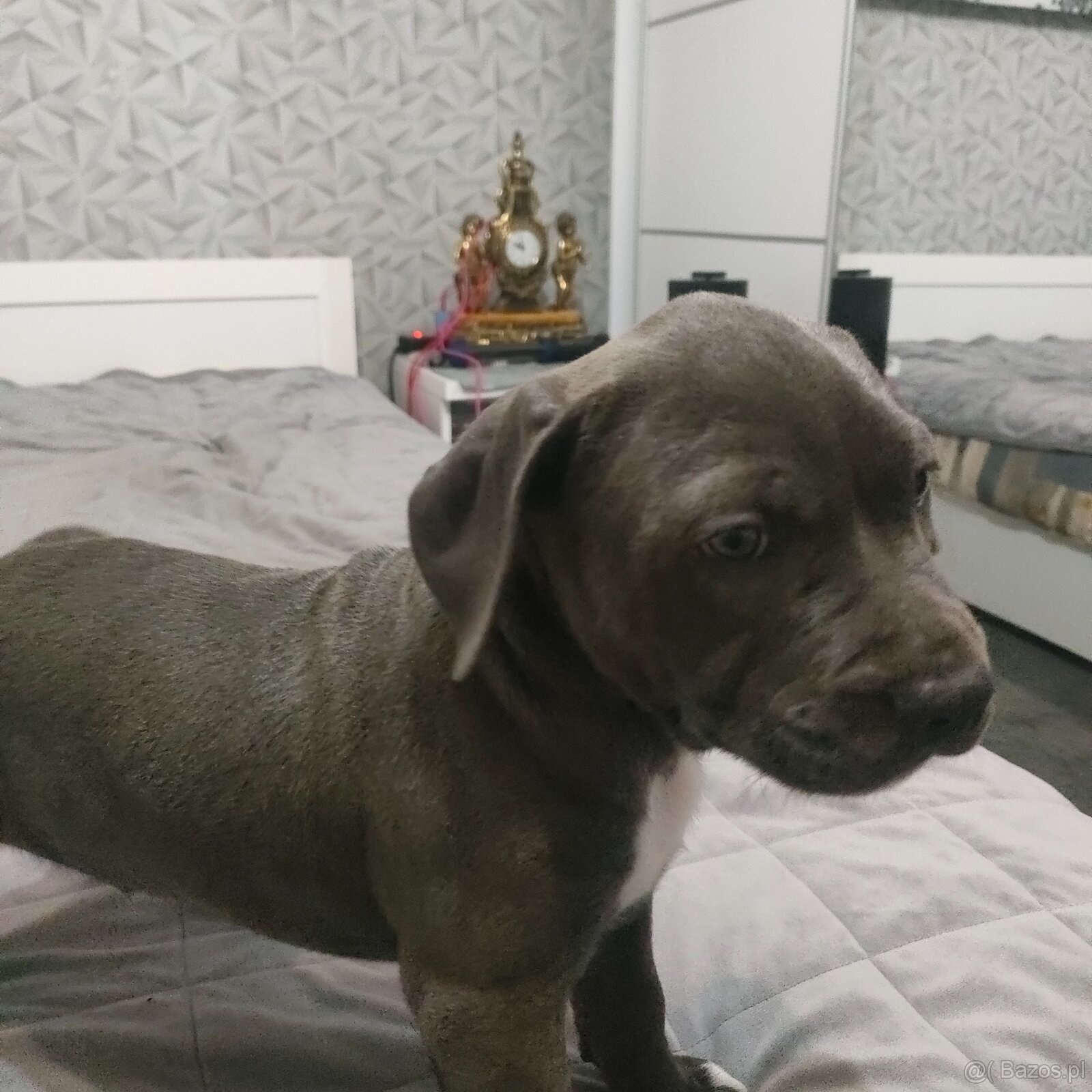 Szczeniak Amstaff - 5