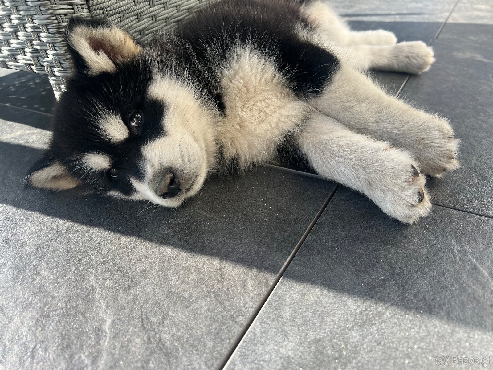 Alaskan Malamute szczeniaki - 5