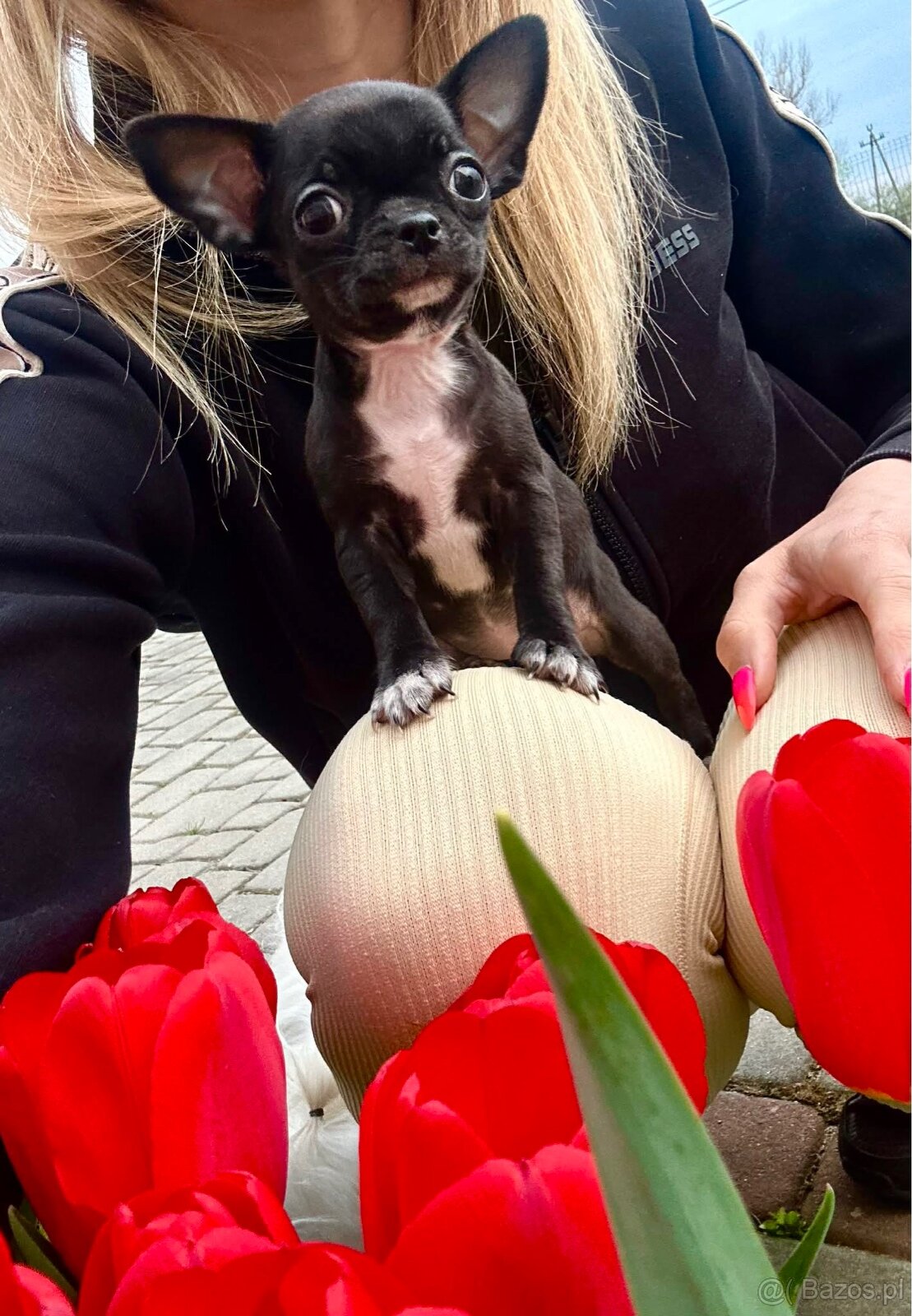 Chihuahua szczeniak - 5