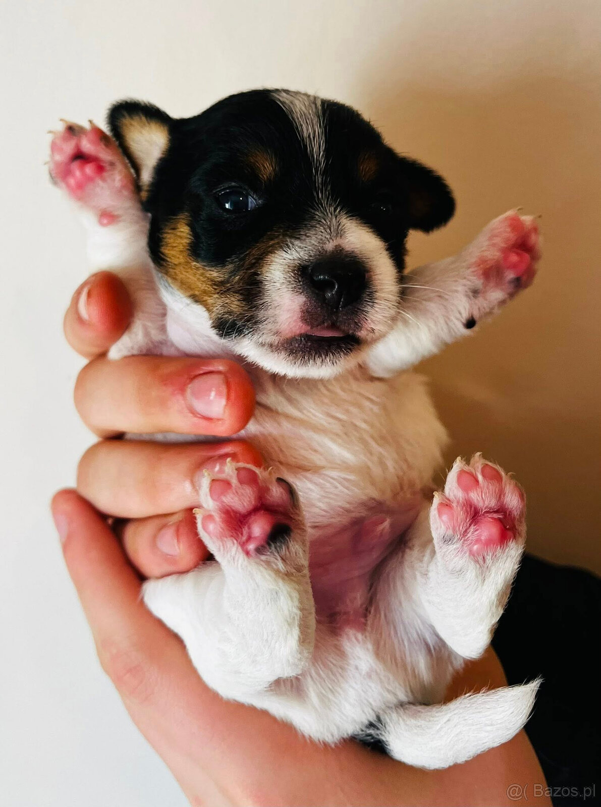 Jack Russell terrier - szczenięta z metrykami ZKwP - 5