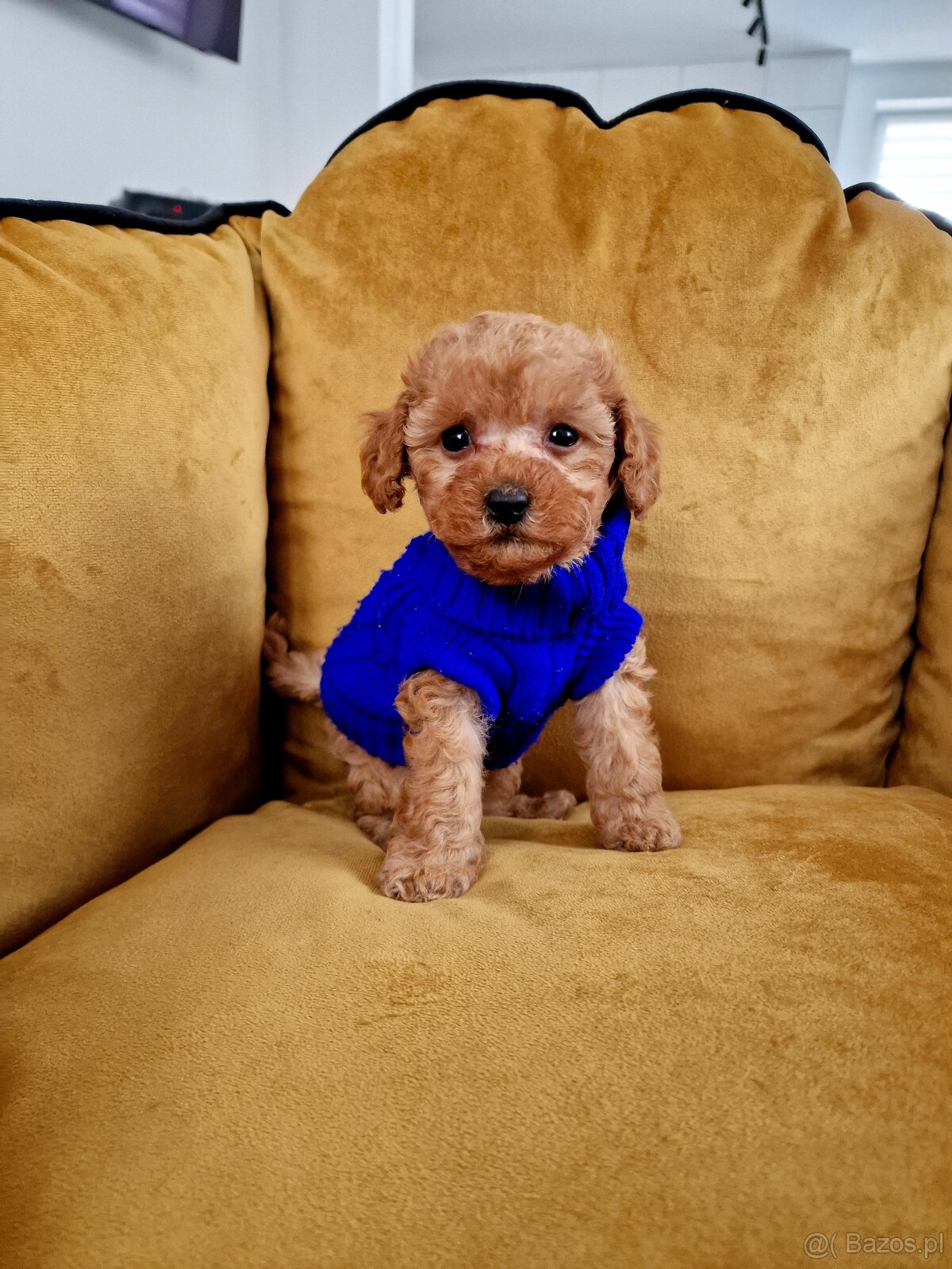 Pudelki toy/miniatura RED po tatusiu FCI - 5