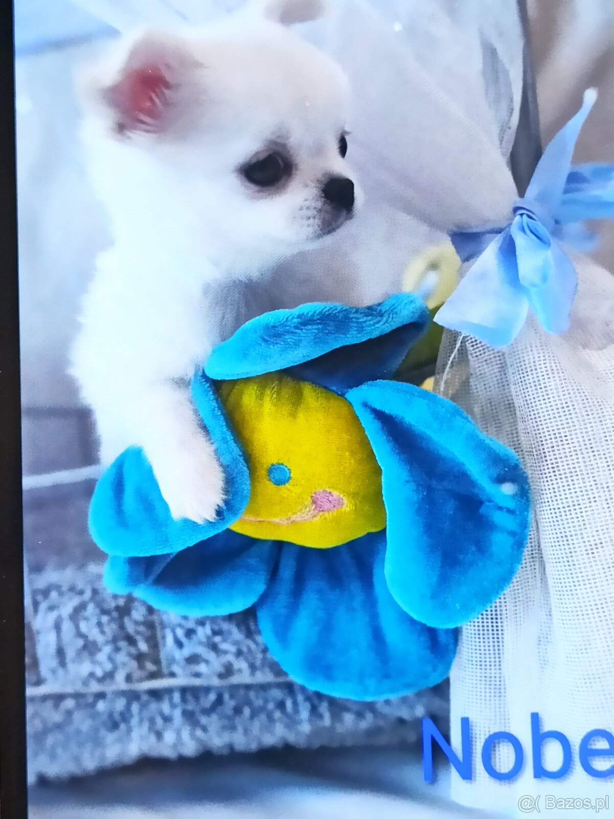 Chihuahua z rodowodem FCI. - 5