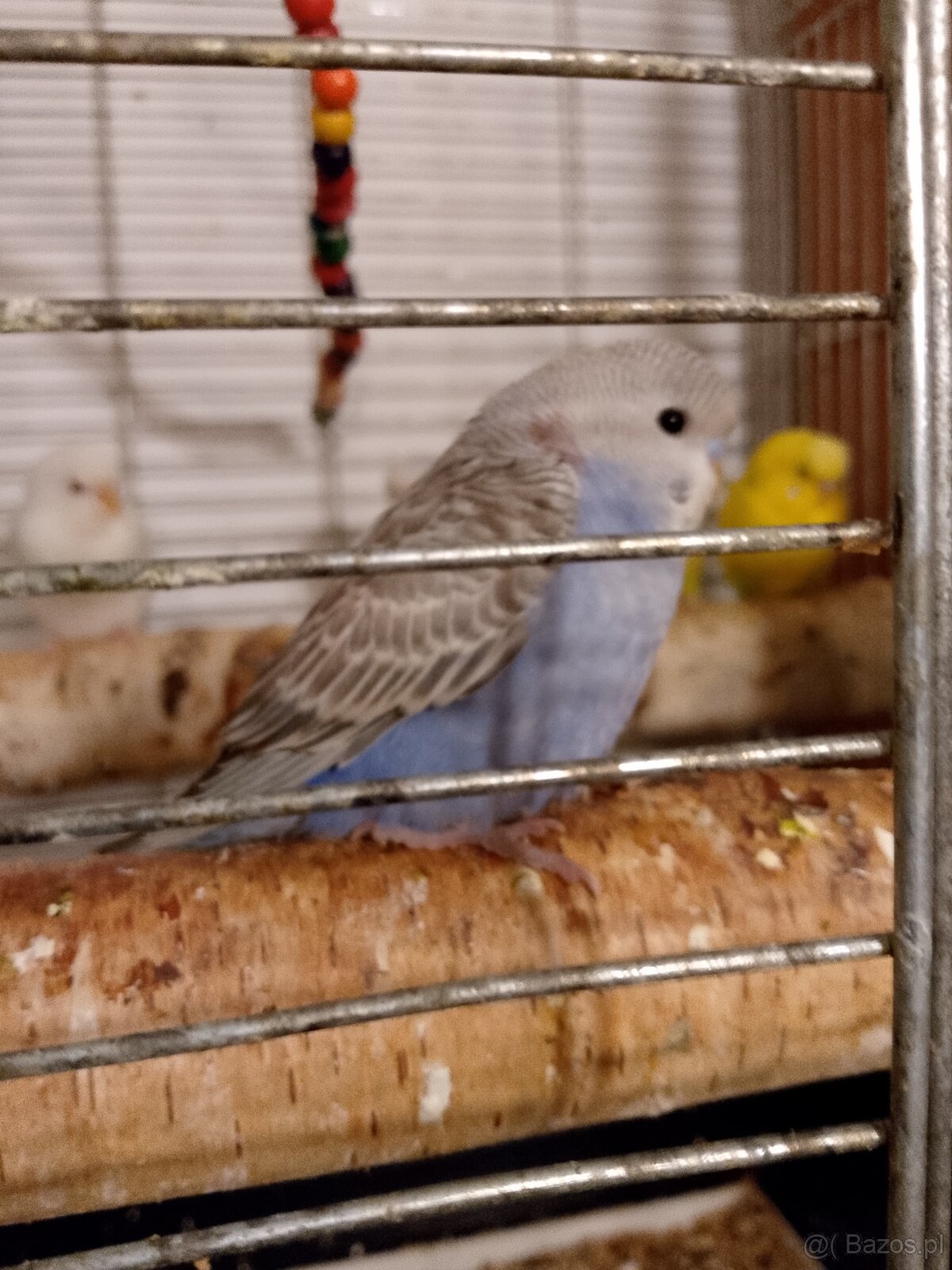 Młodziutkie papugi faliste - 5
