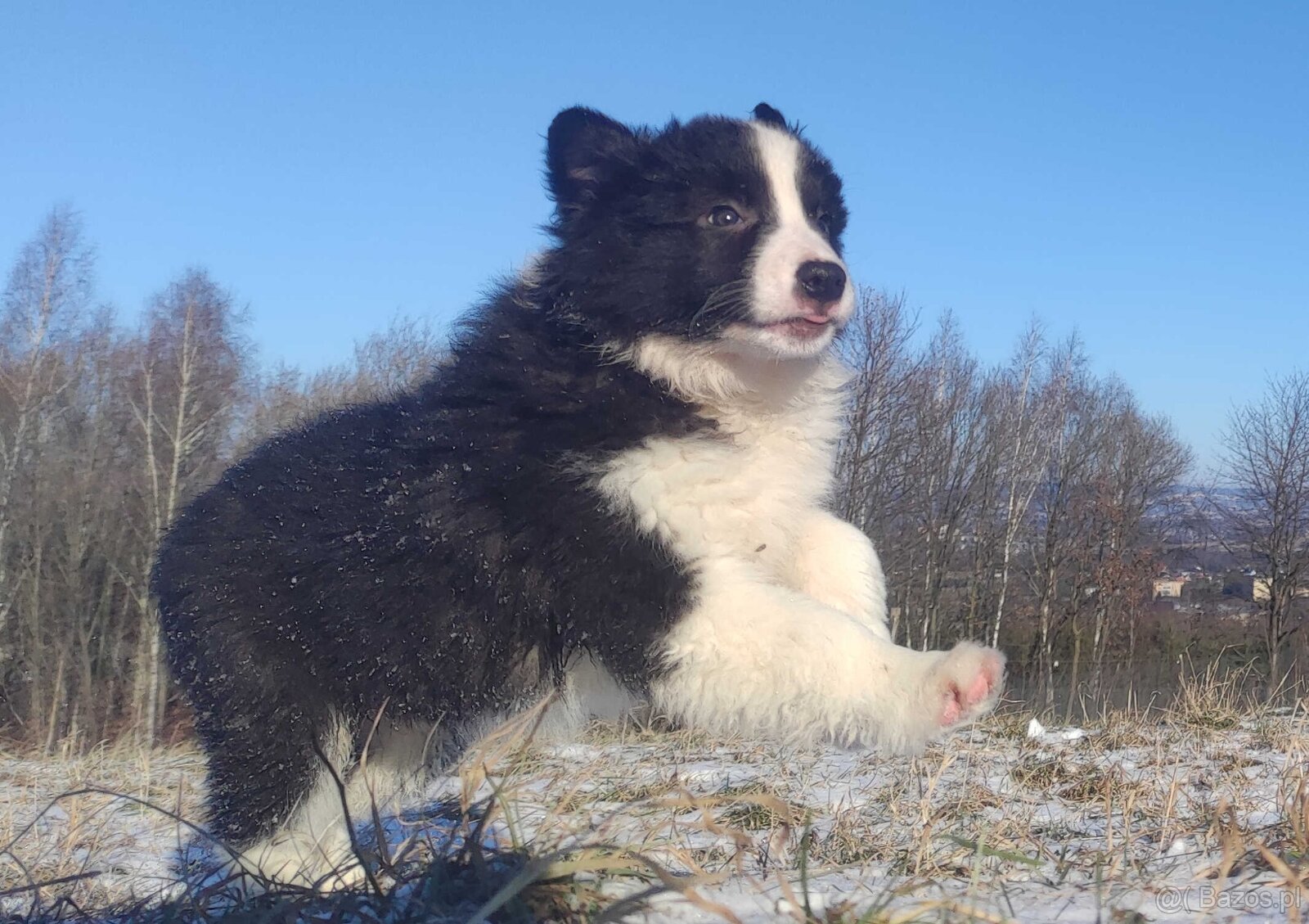 BORDER COLLIE - piękna suka z Hodowli - Szczenię z pełną dok - 5