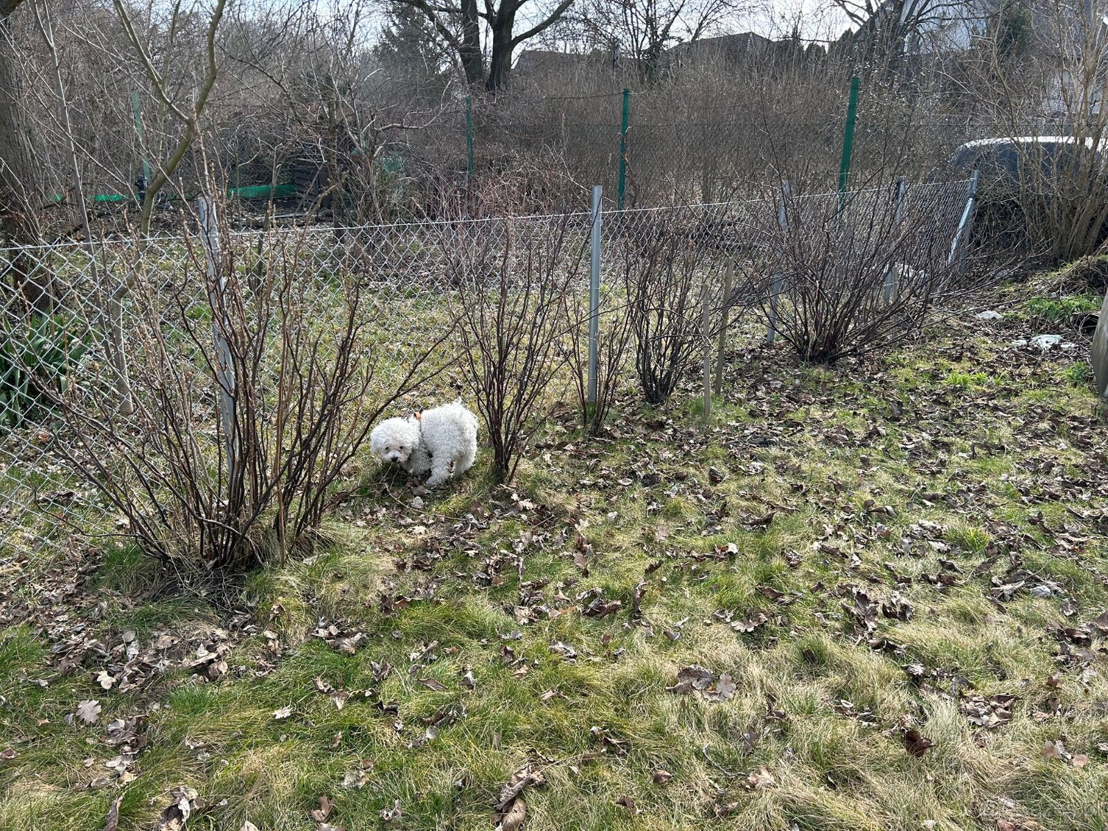 Sprzedam Działkę ROD we Wrocławiu na Kuźnikach - 5