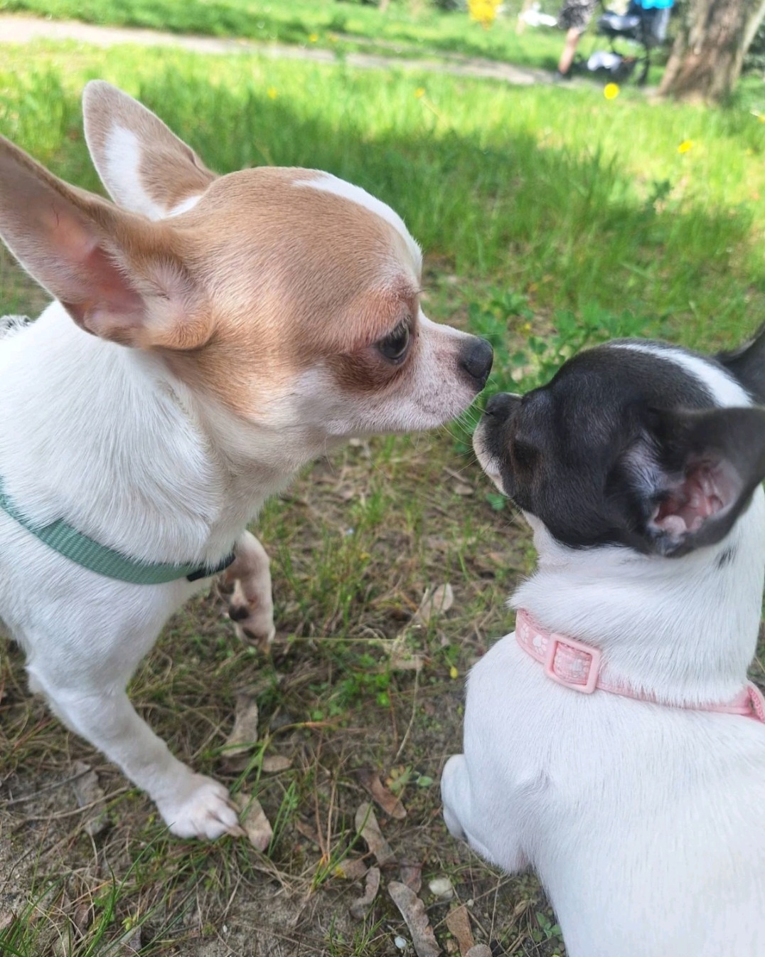 Sprzedam pieska chihuahua - 5
