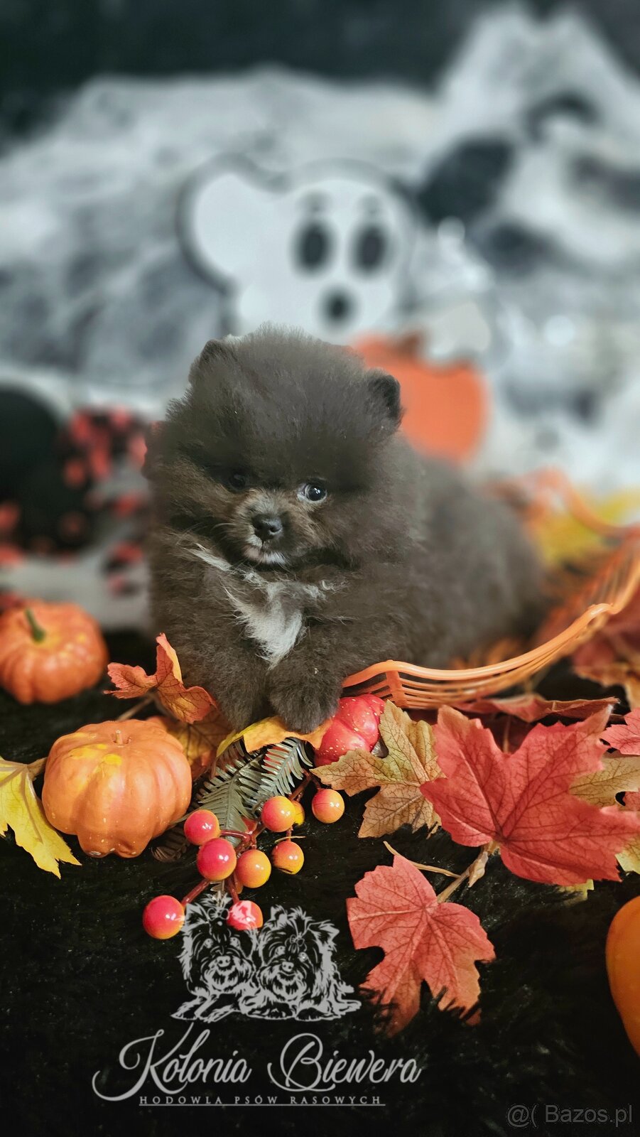 Szpic Miniaturowy/Pomeranian dla Konsenera Blue&white - 5