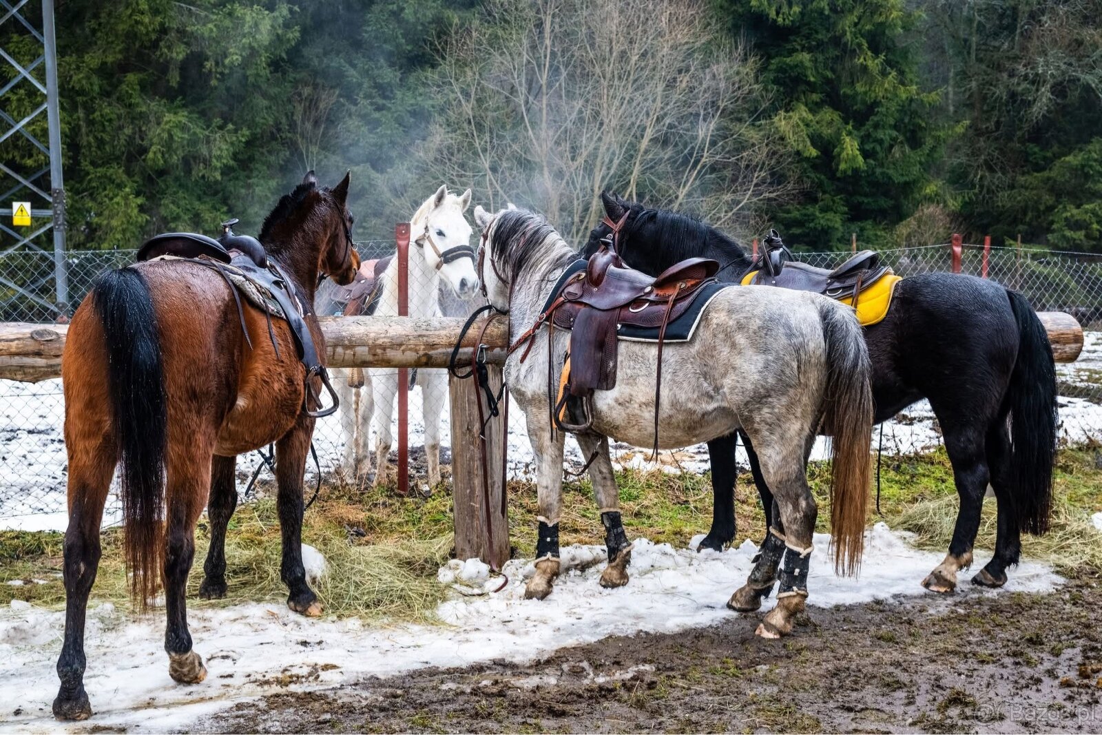 Atrakcyjny wałach - 5