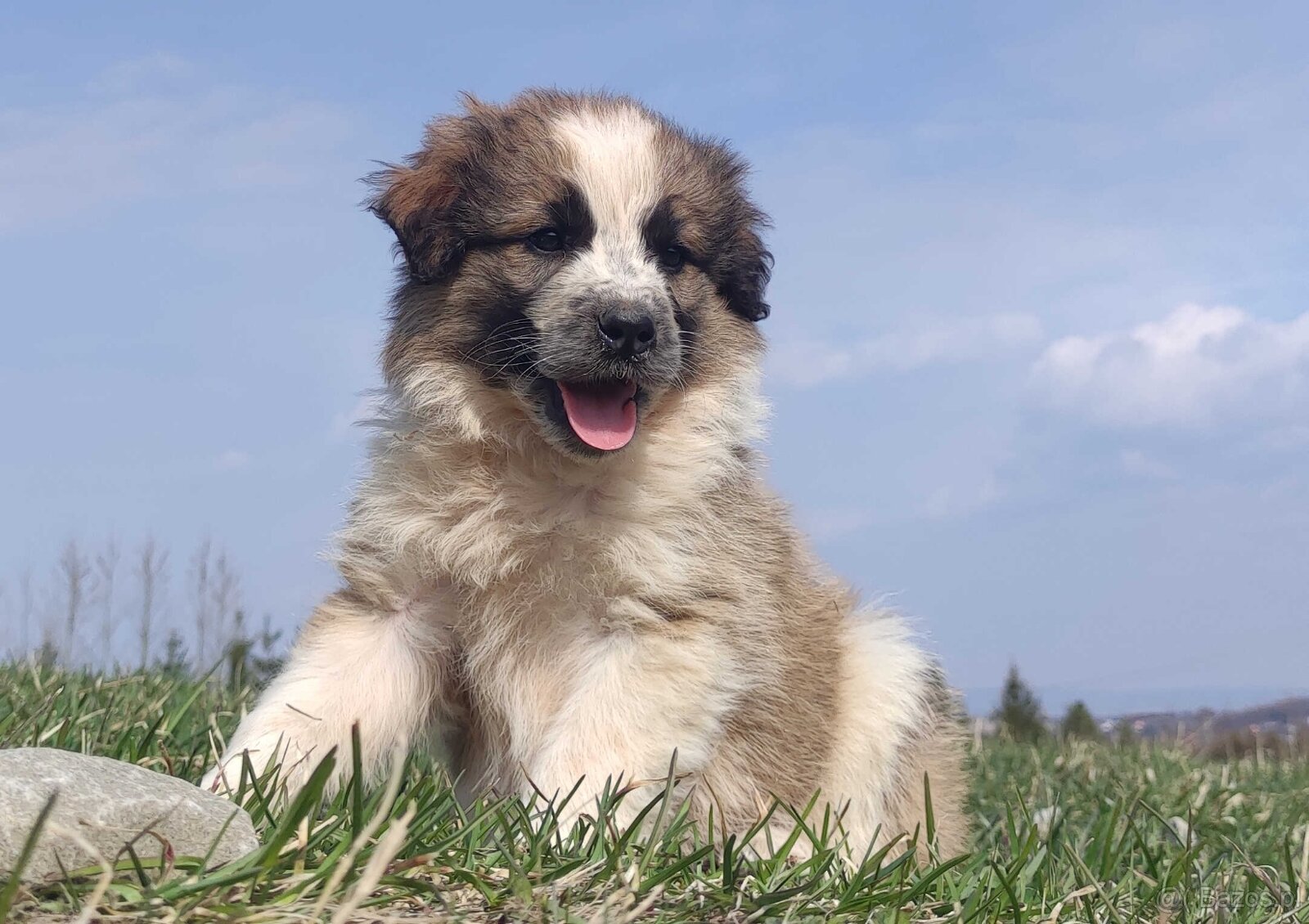 Piękny Pies Border Collie - XANDO z pełną dok. z hodowli do - 5