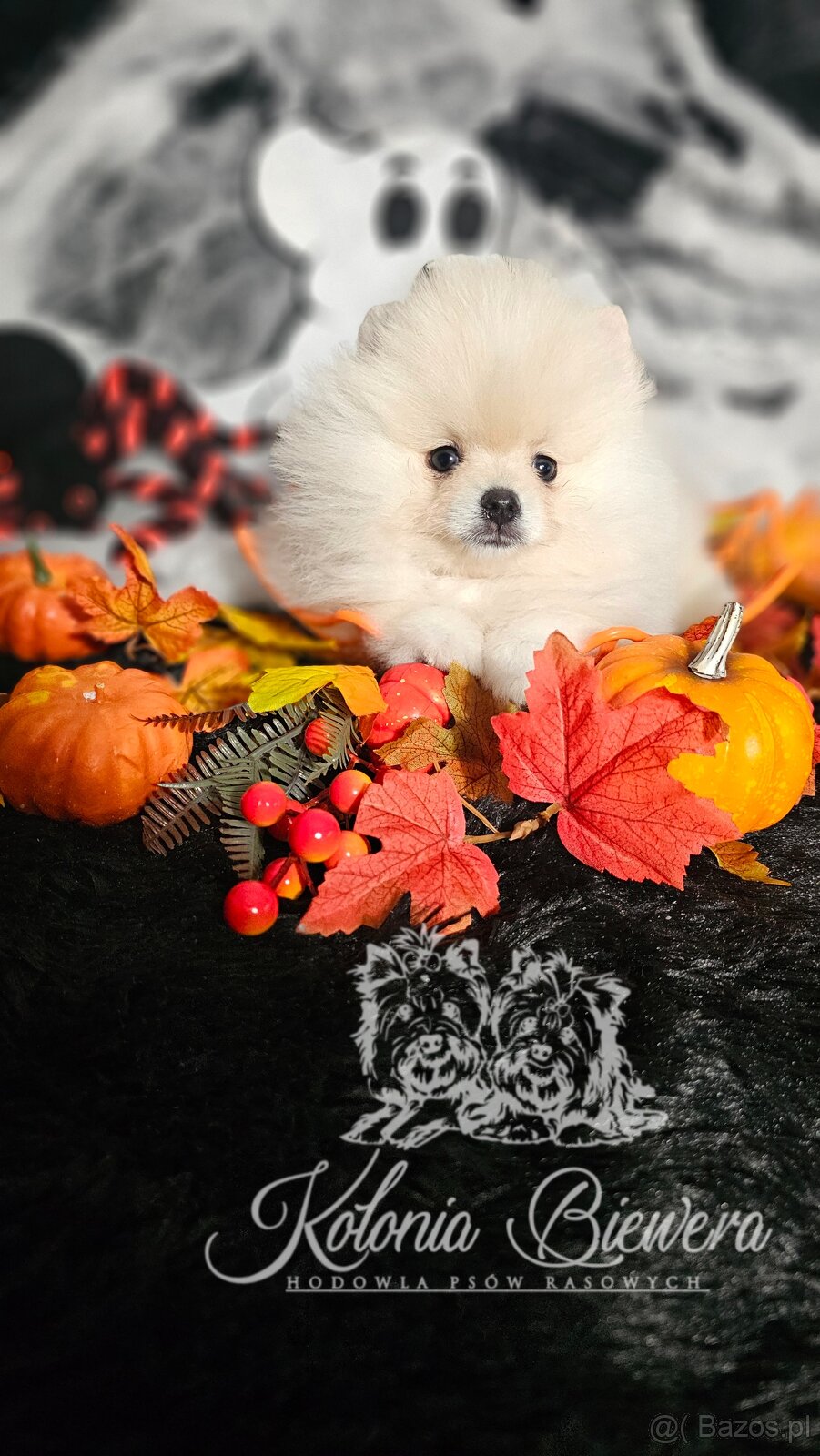 Szpic Miniaturowy/Pomeranian PASZPORT - 5