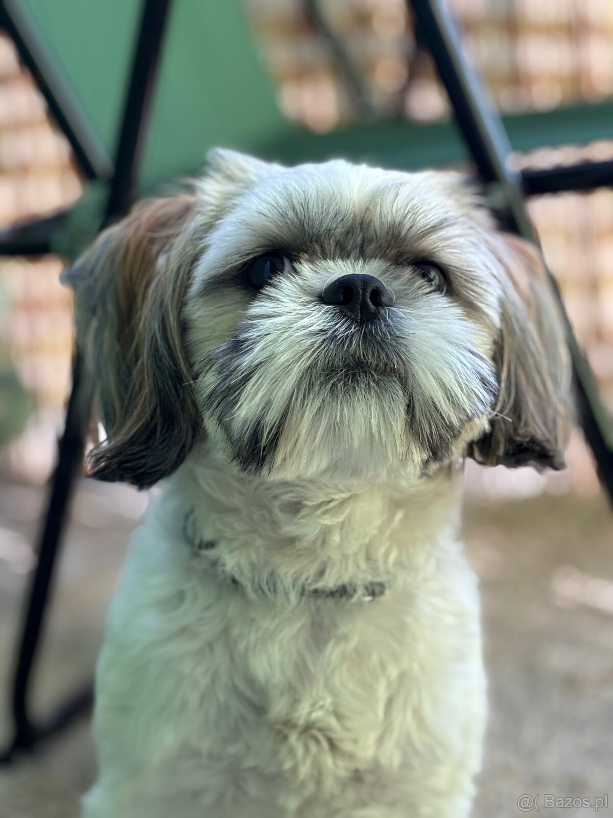 Shih Tzu - 5