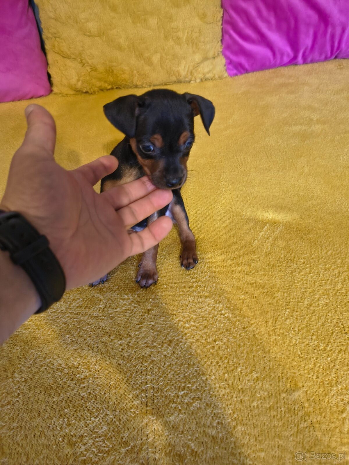 Pinczer miniaturka - 5