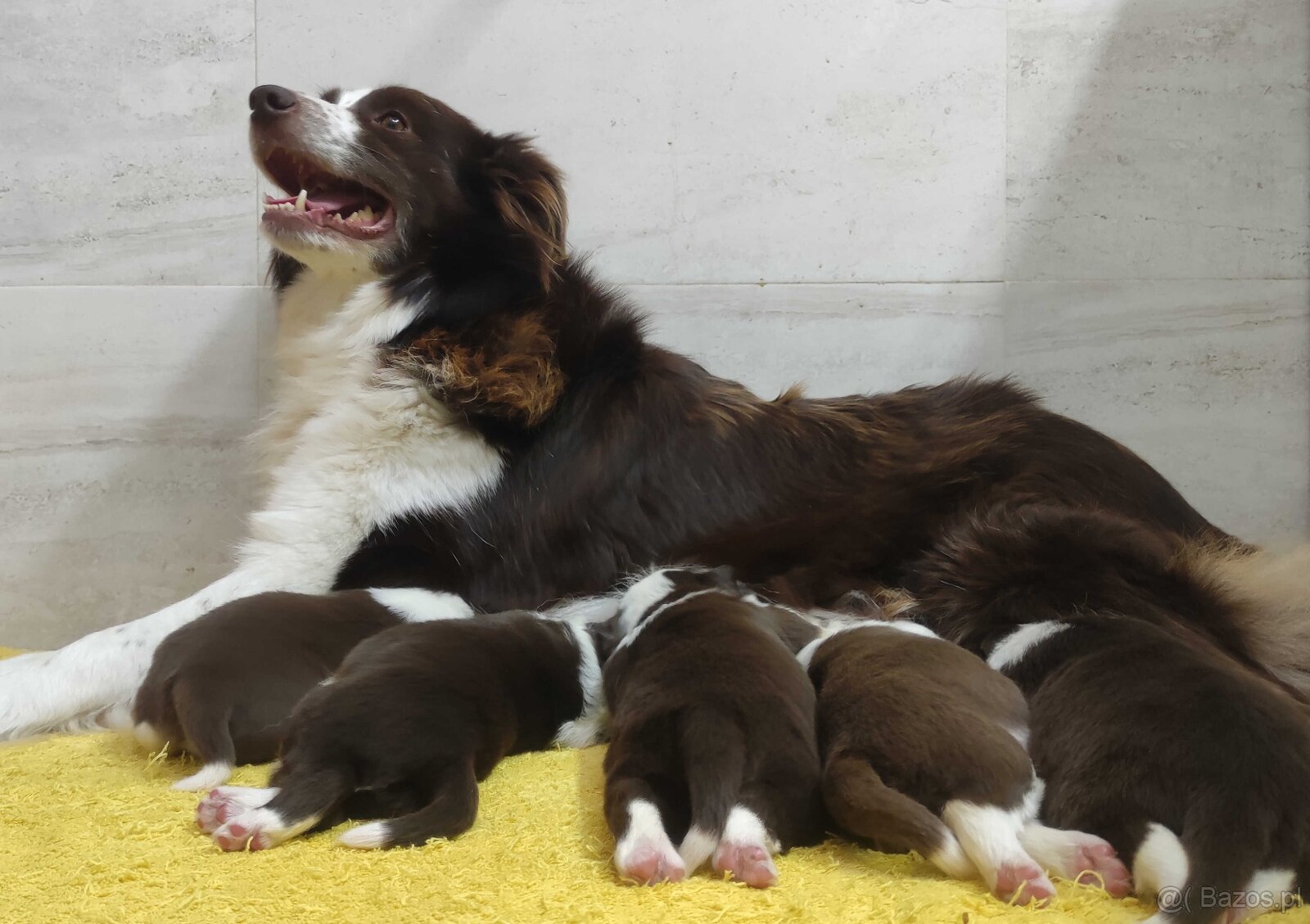 Rasowy pies Border Collie z pełną dok. przebadani rodzice - 5