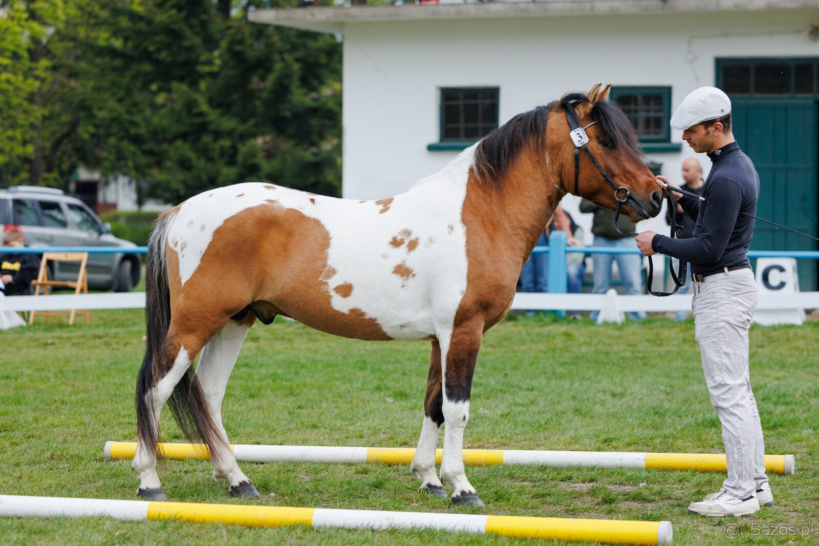 Ogier L-Karat srokaty tobiano homozygota - 5