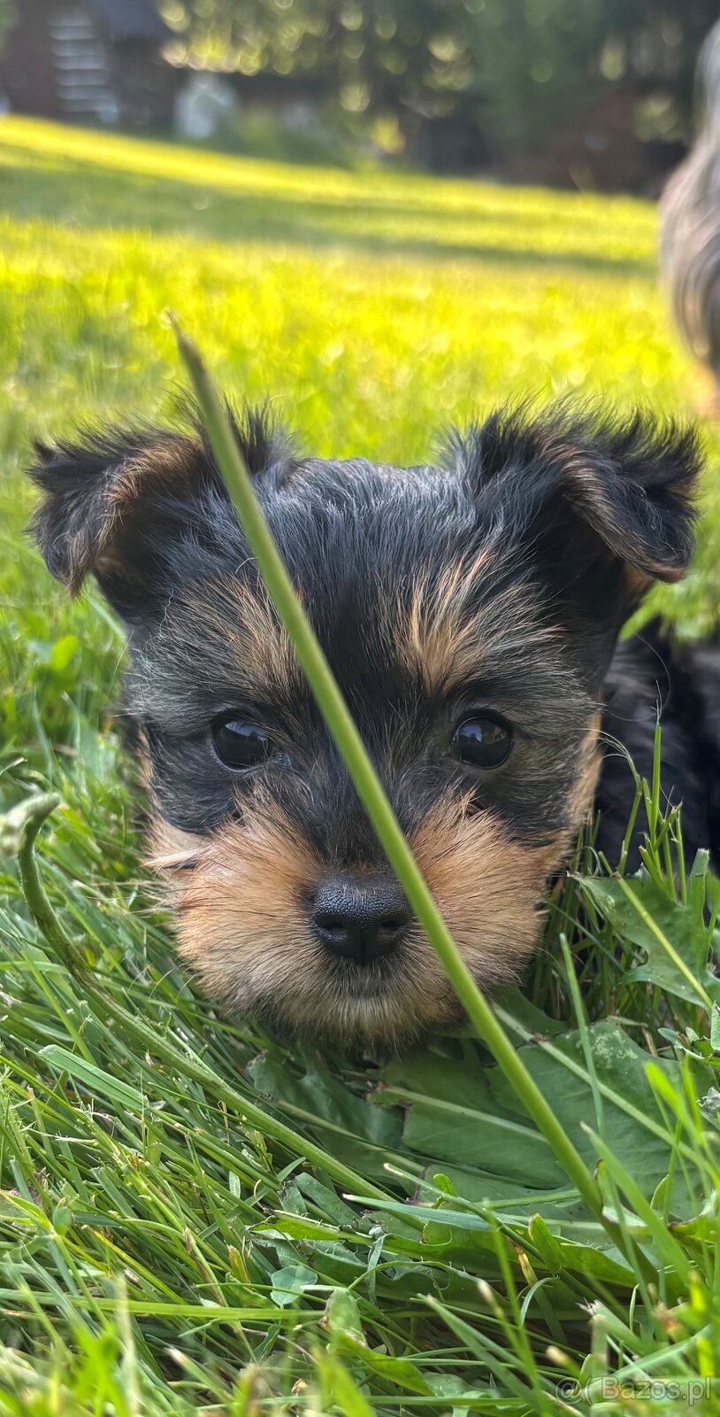 Dwie suczki – australijski silky terrier - 5