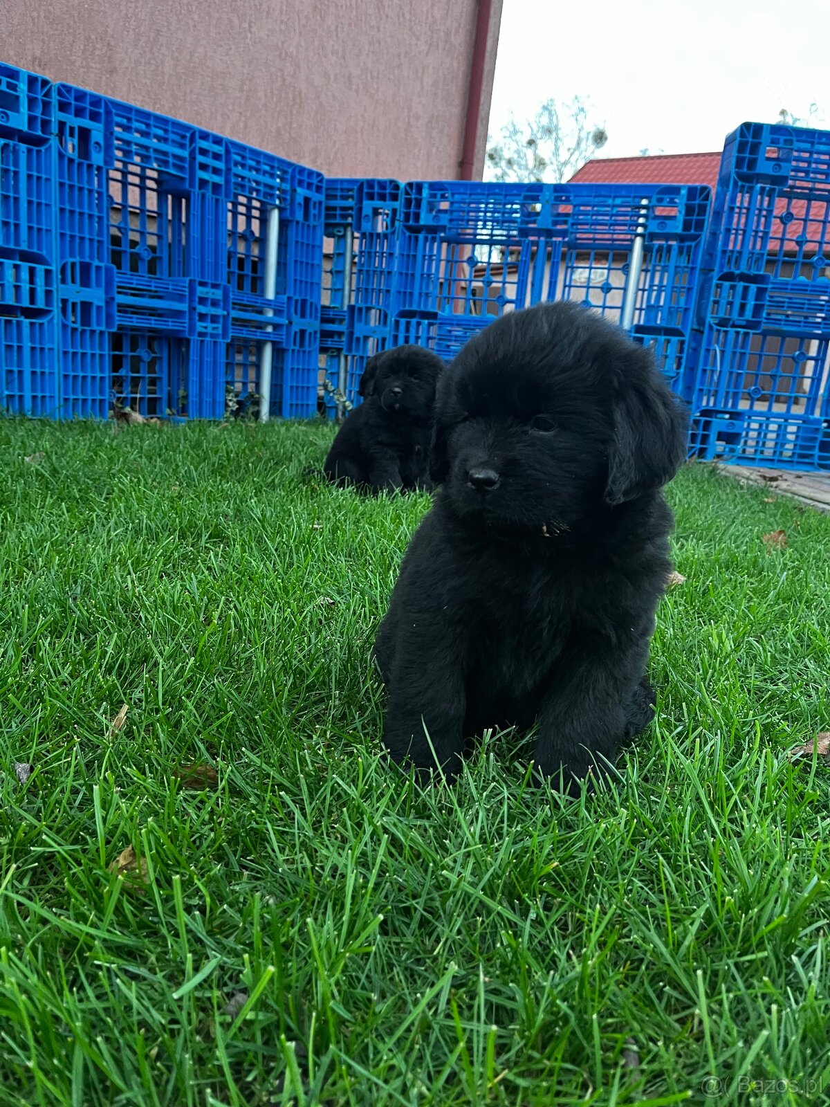 Nowofundland Kennel Club - 5