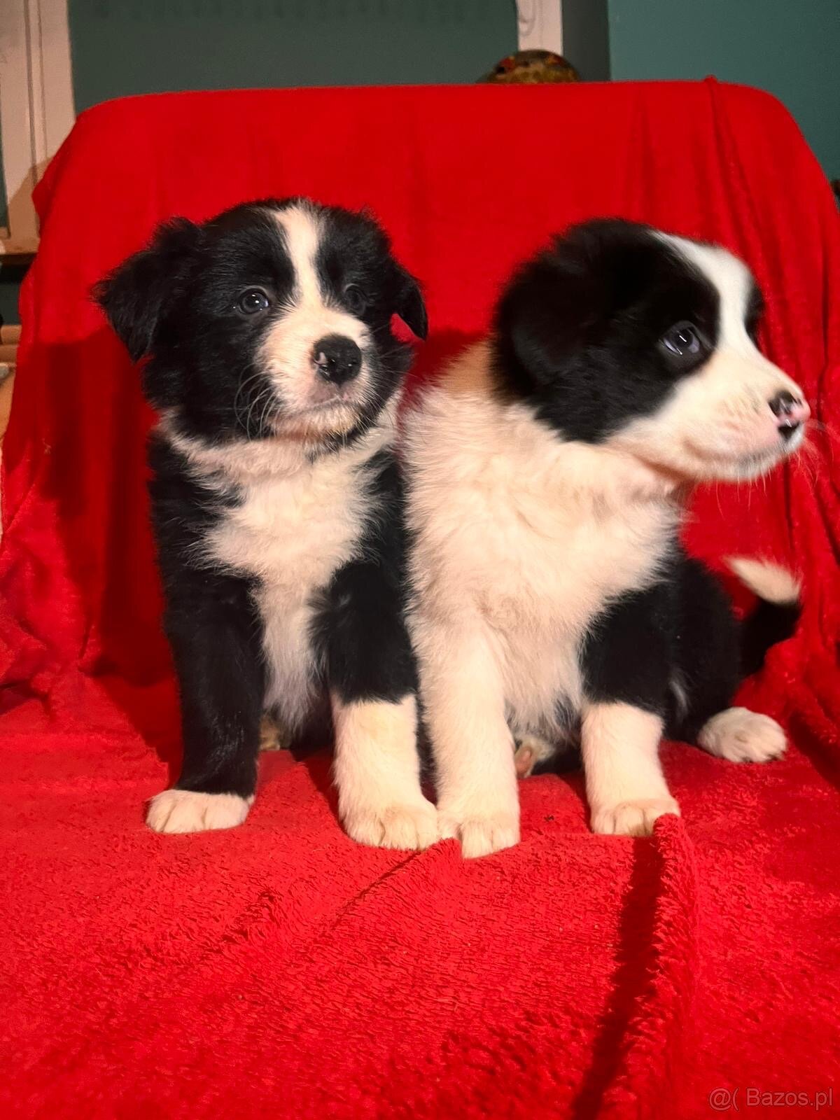 Border collie PsiPatrol.PL Canis e Catus - 5