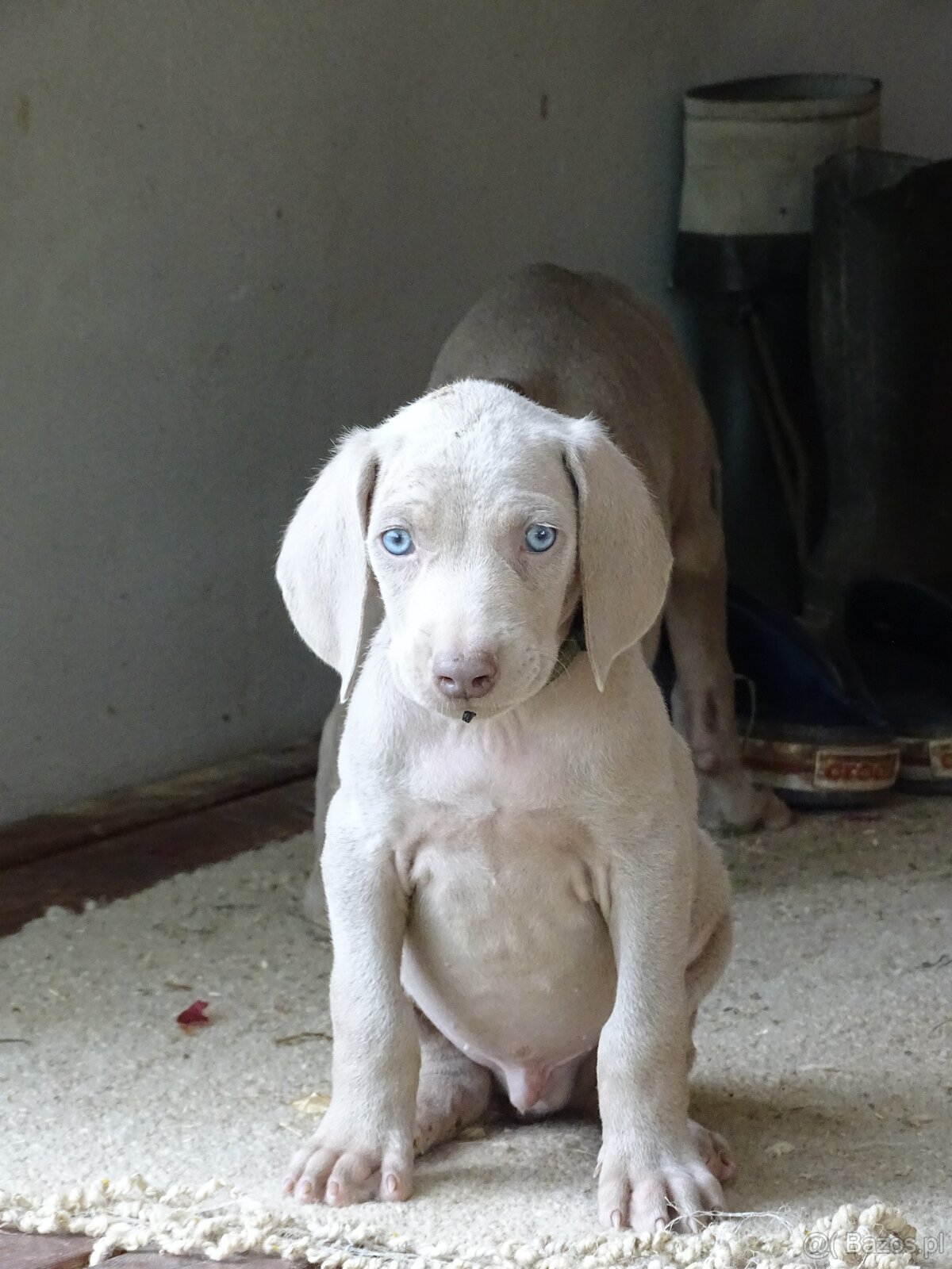 szczeniaka ogara rasy weimaraner gładkowłosy - 5