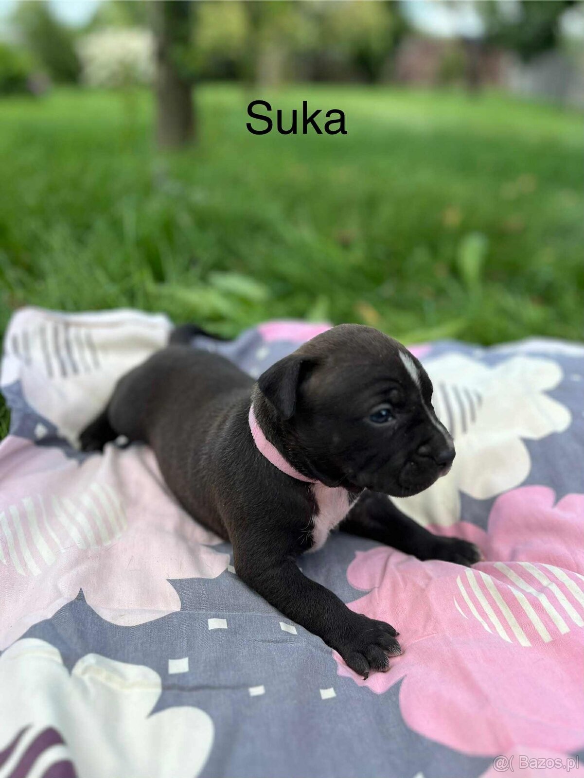 Masywne szczeniaki amstaff - 5