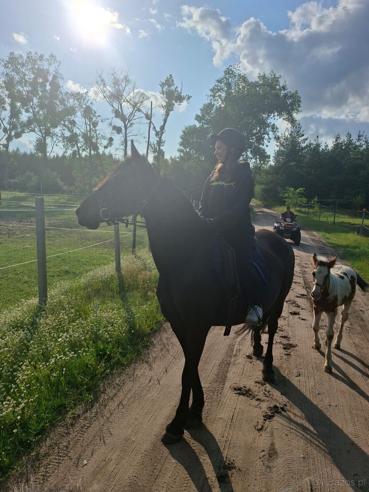 Klacz 3/4 Fryza Kalipso - 5