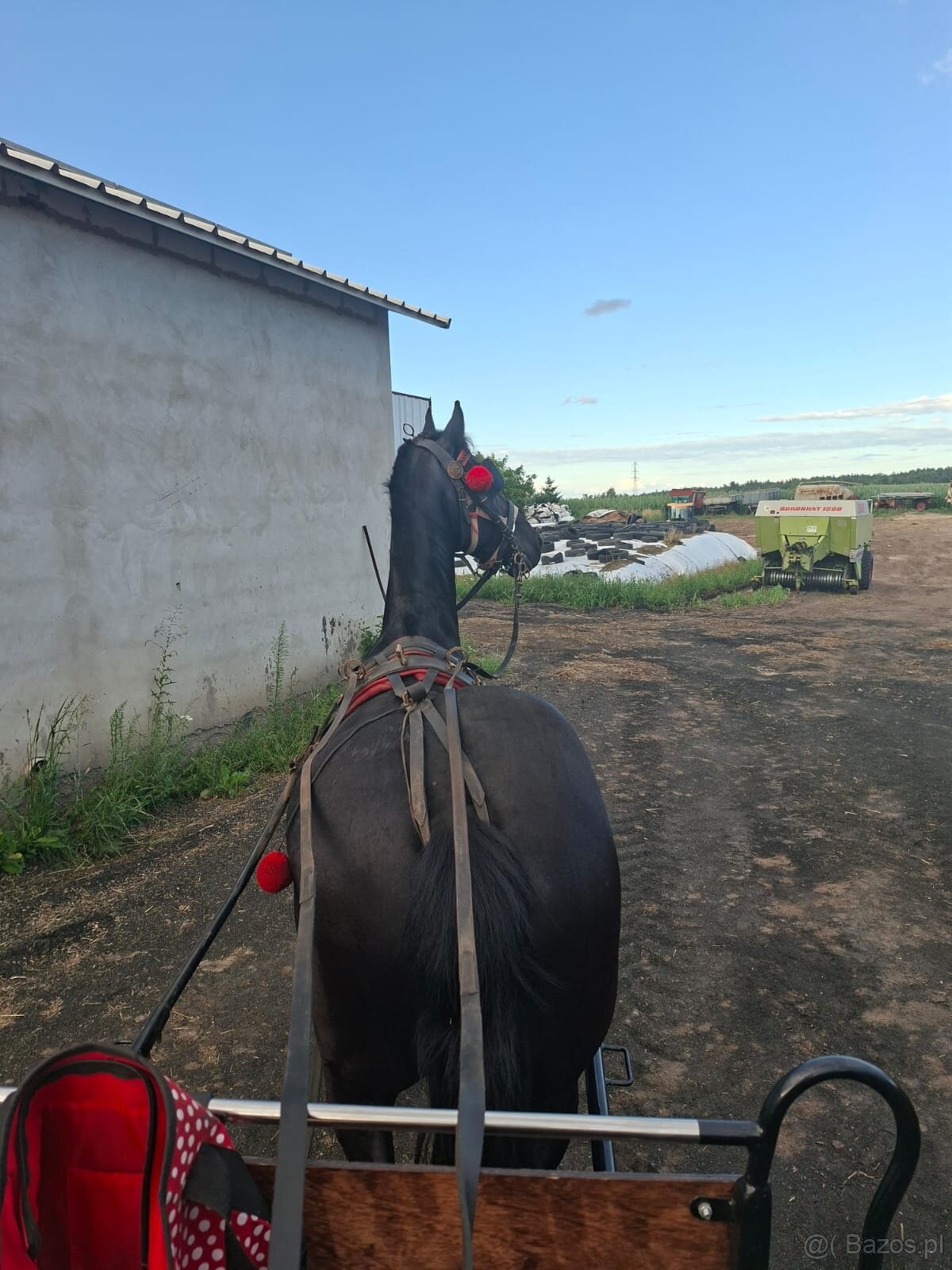 Klacz Fryzyjska Ylena - 5