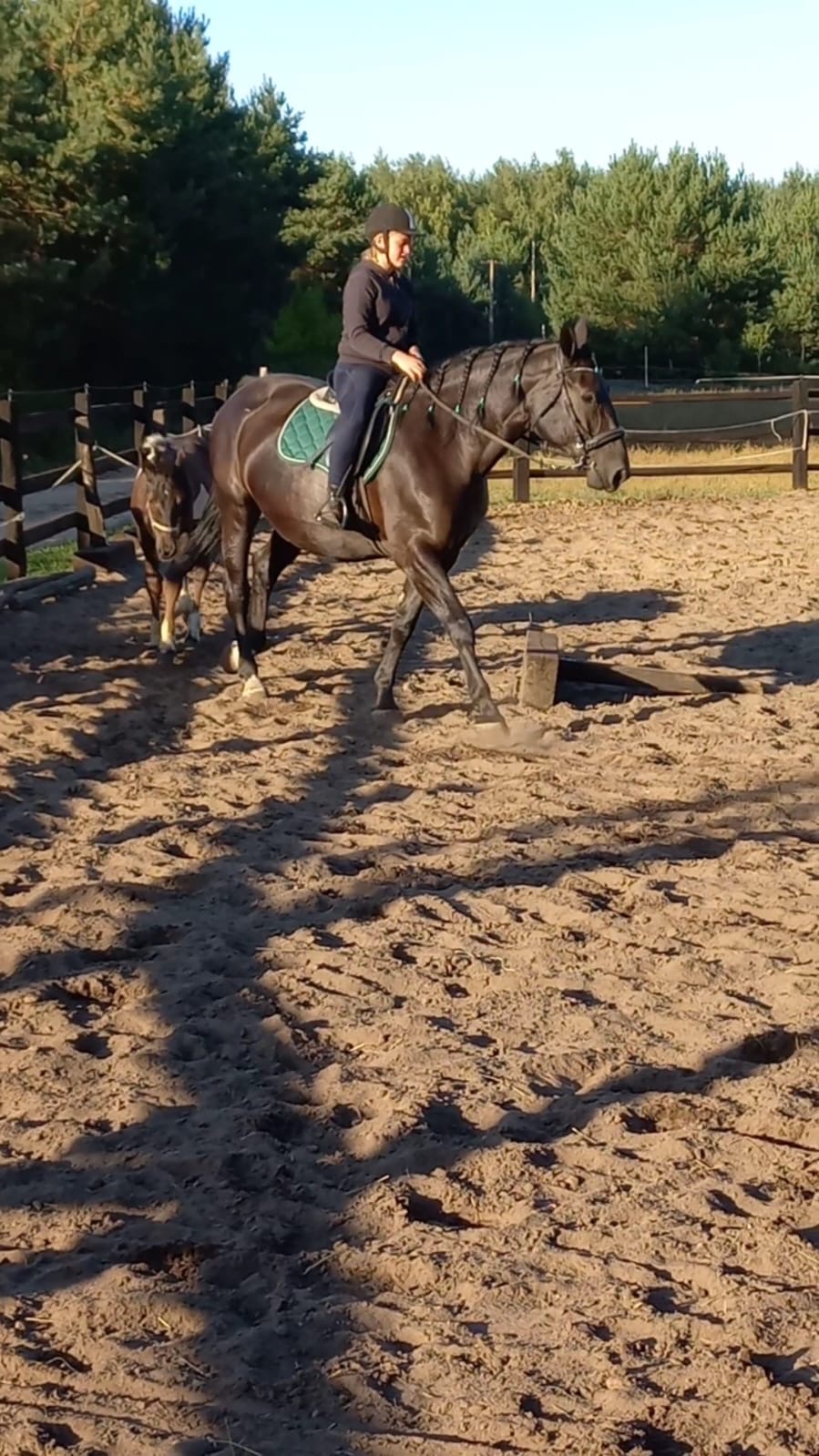 Polski Koń Sportowy Klacz Frezja - 5