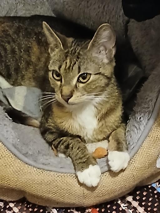Ślucznotka do adopcji - 5