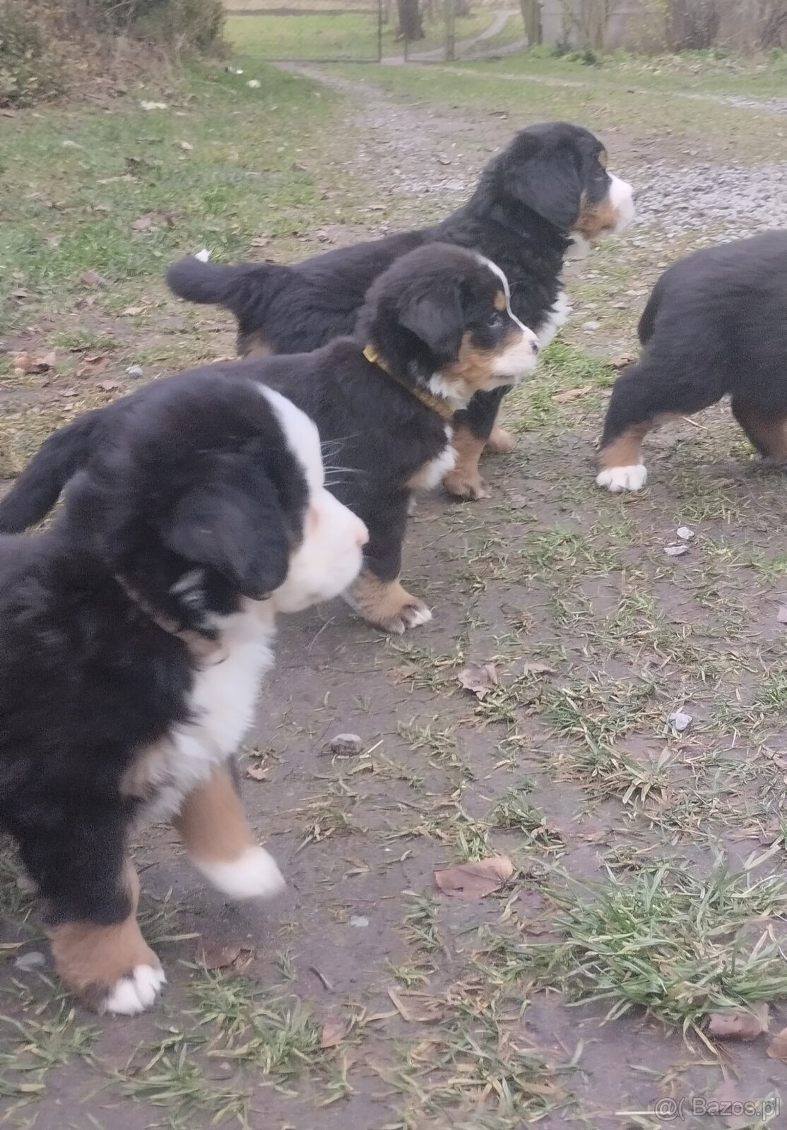 Berneńskie Psy Pasterskie - 5