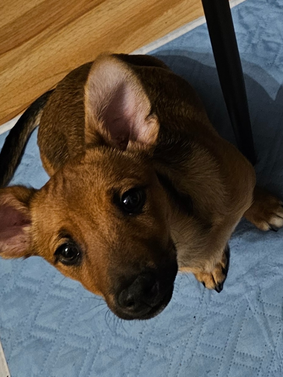 Szczenię -piesek - 5