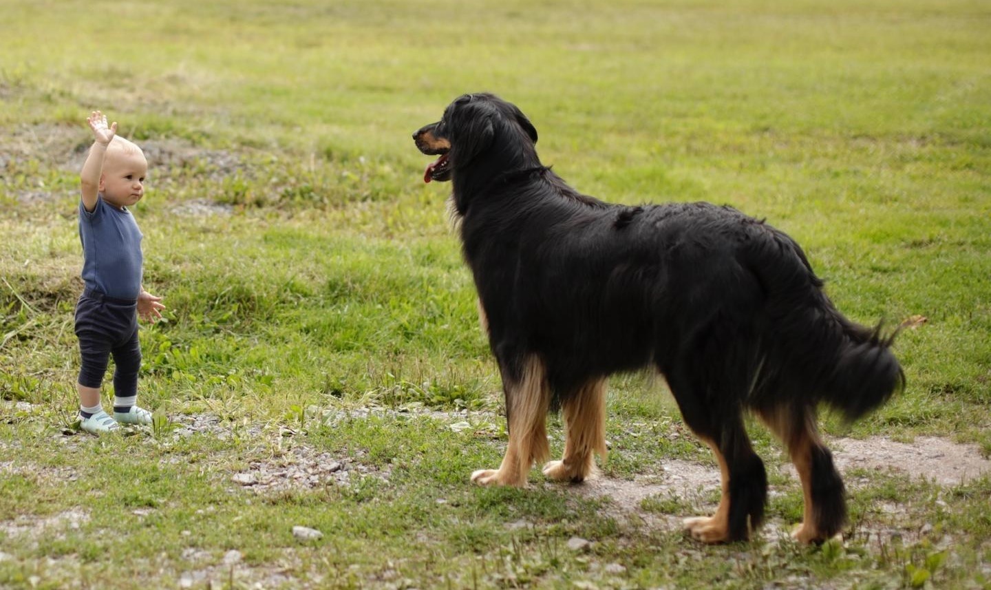 Oferta szczeniąt rasy Hovawart z rodowodem - szczenięta - 5